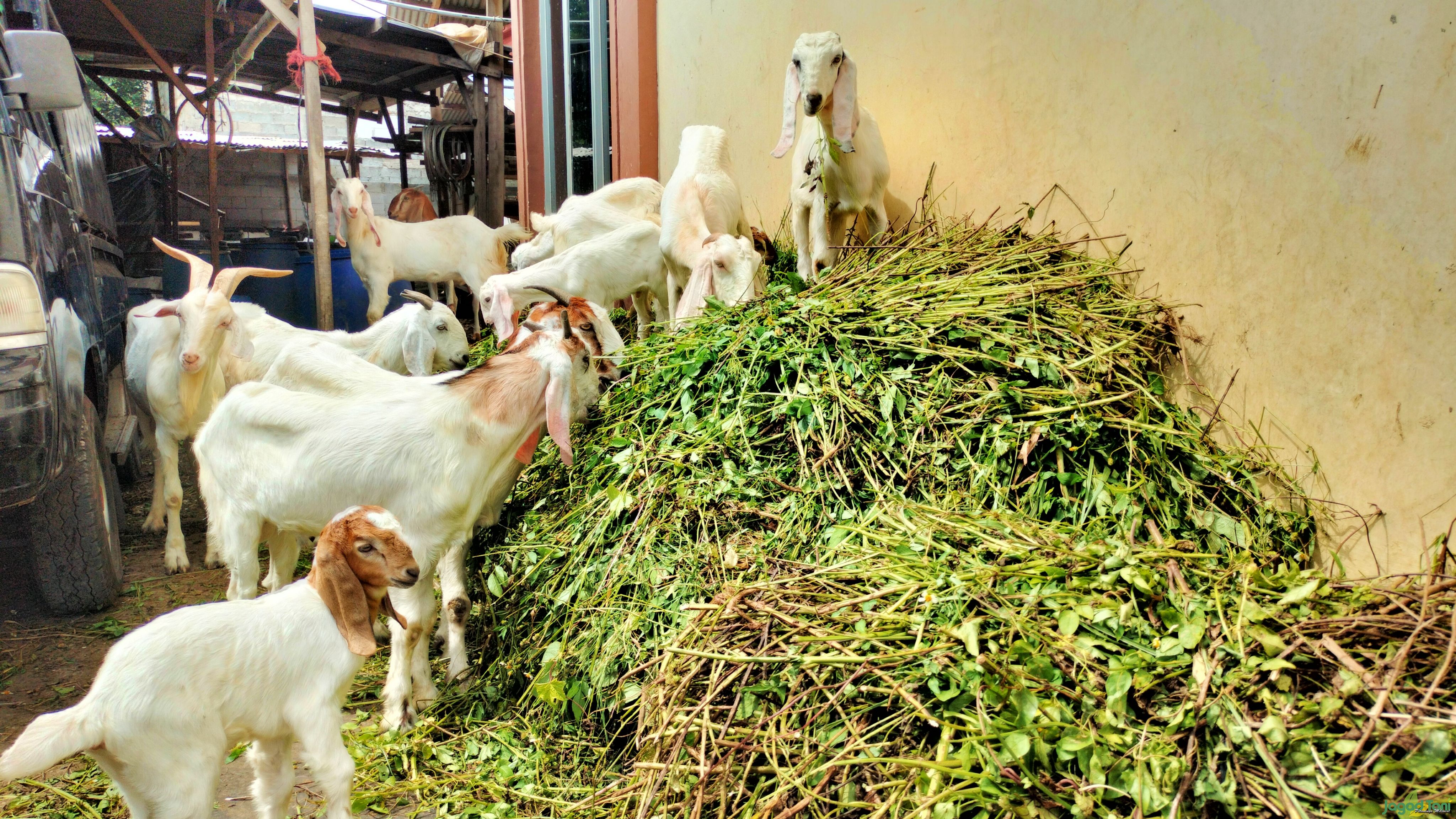 Harga kambing domba kurban