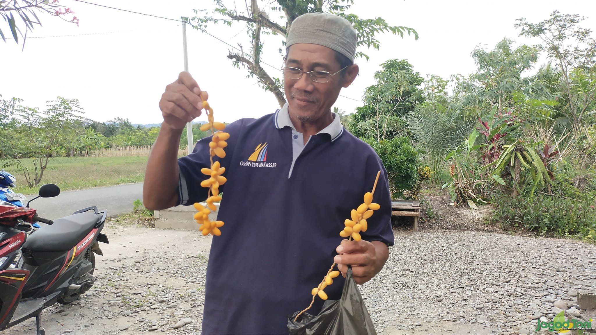 Pohon Kurma Tumbuh dan Berbuah di Sigi Sulteng