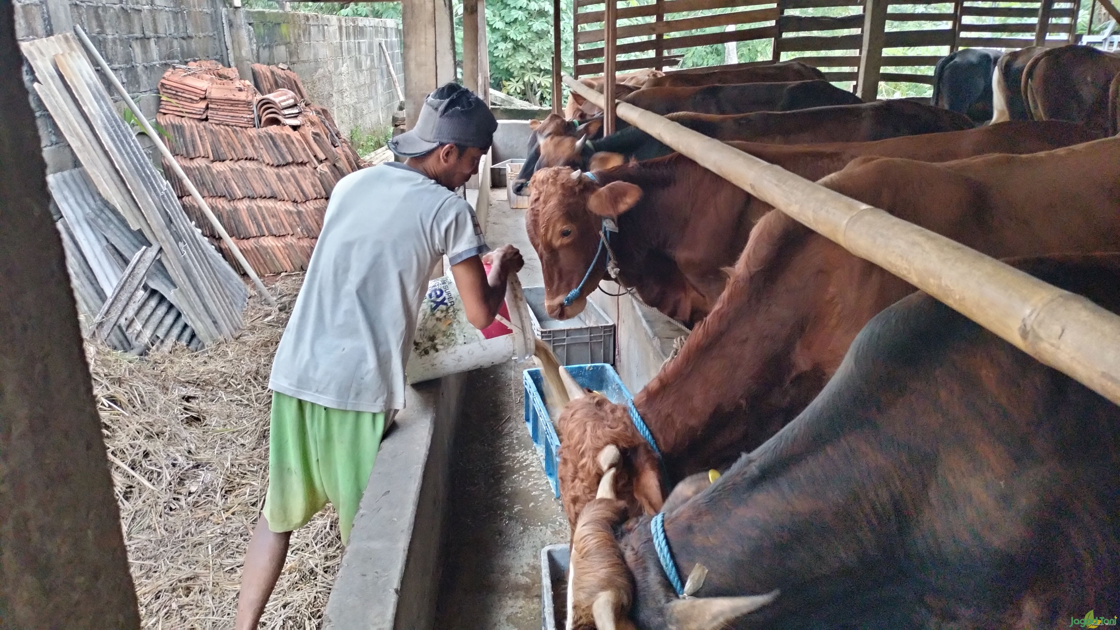Pakan sapi kurban 