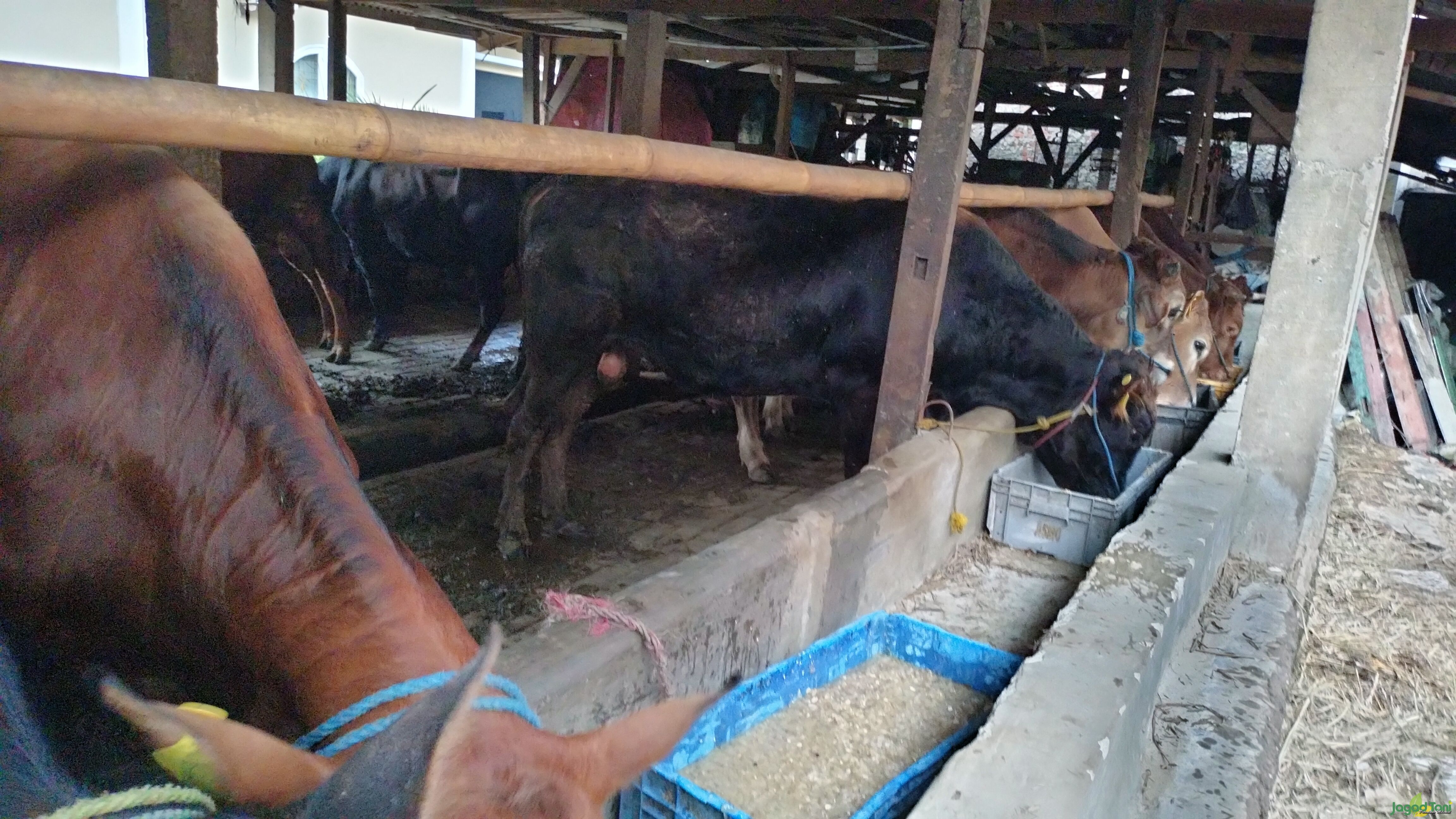 Resep pakan sapi kurban