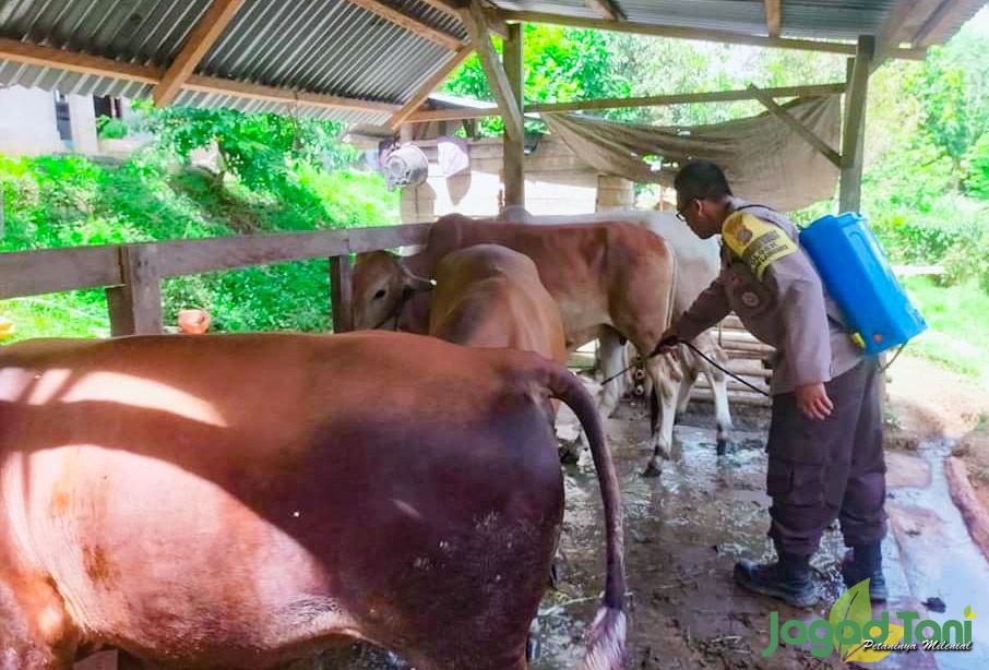 Pastikan Kesehatan Sapi Sebelum Dibeli 
