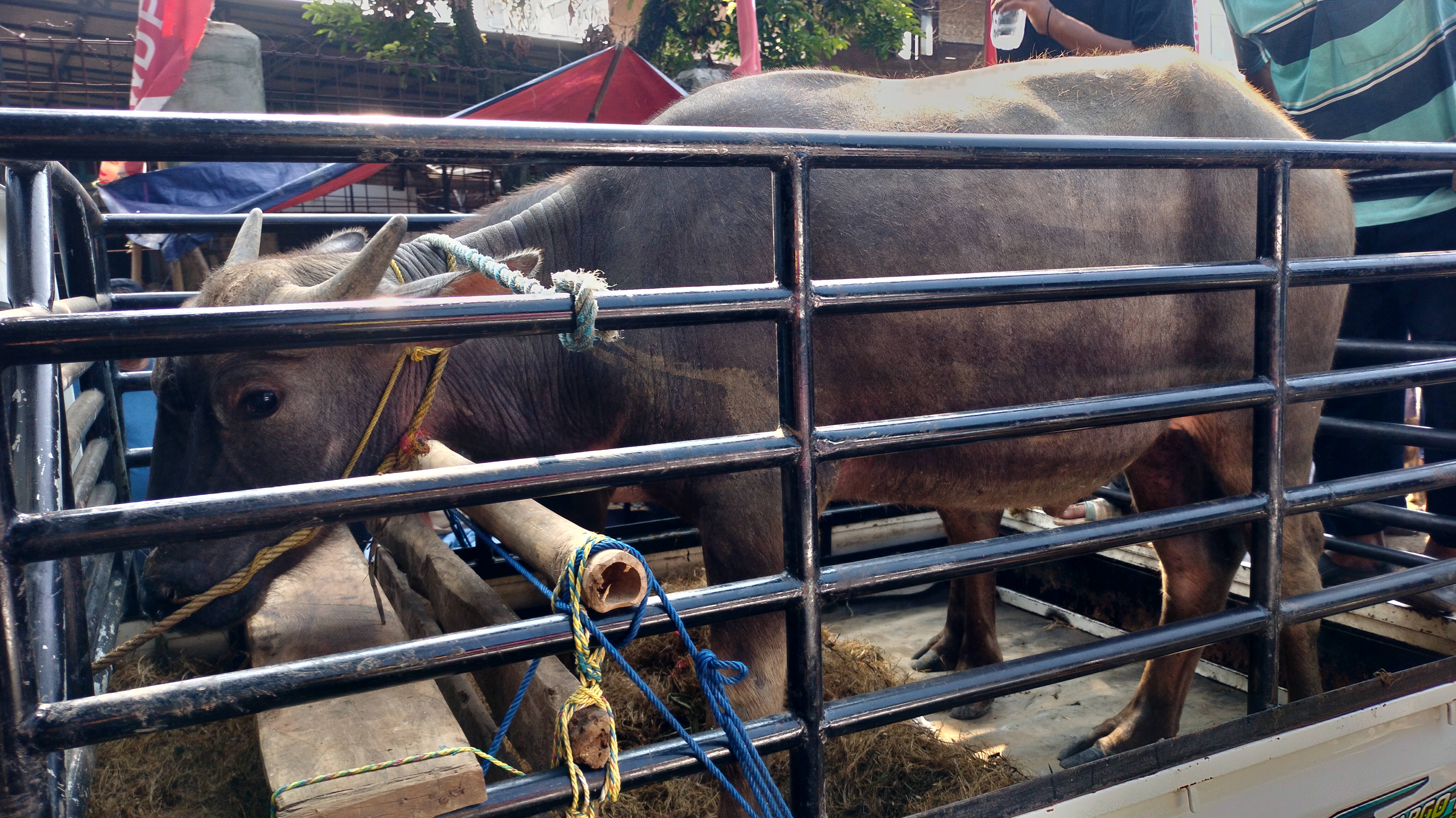 Transportasi Sapi Kurban Pasar Hewan Jonggol