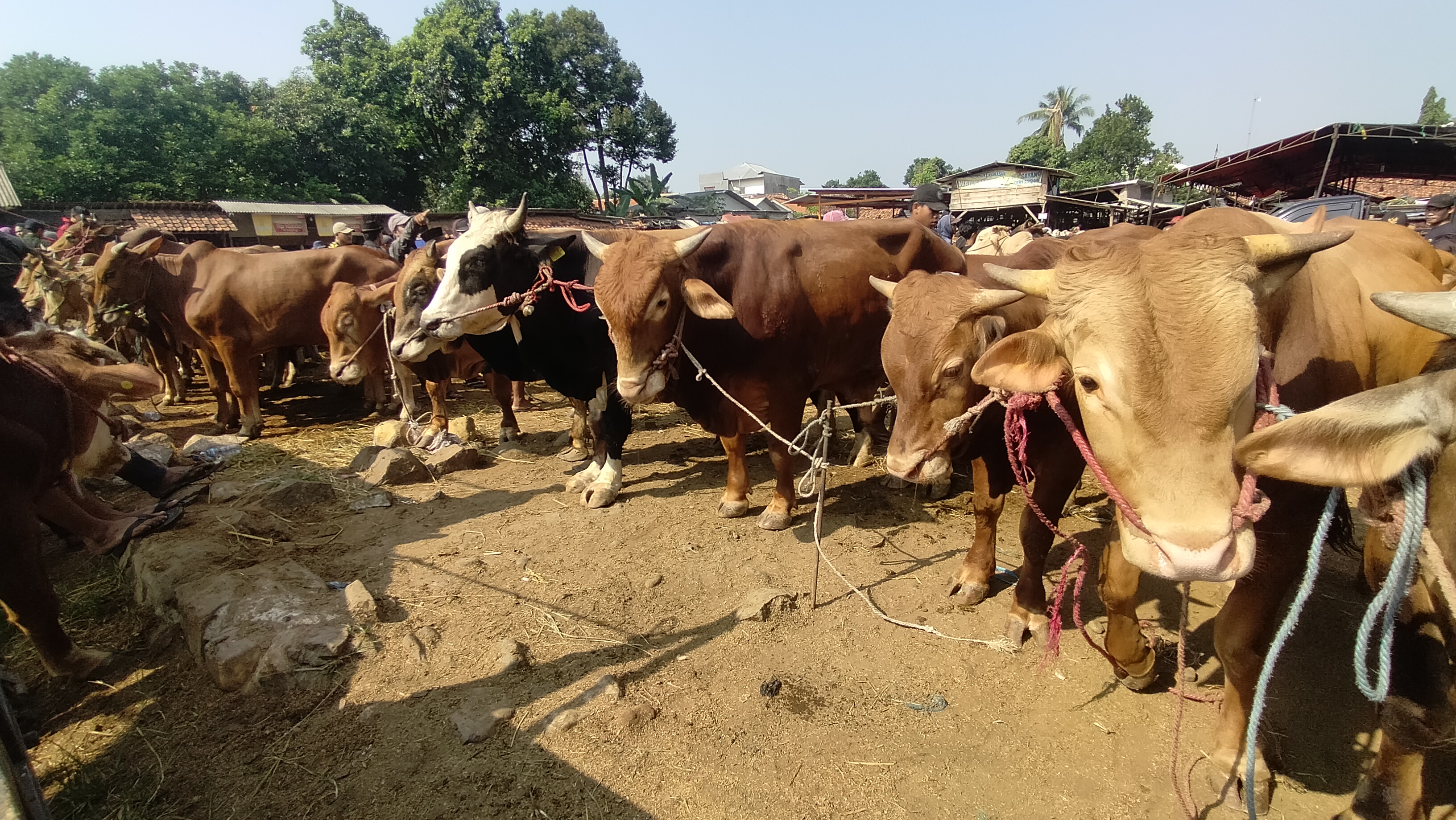 Beli Sapi Kurban Pasar Hewan Jonggol, Perhatikan Ini!
