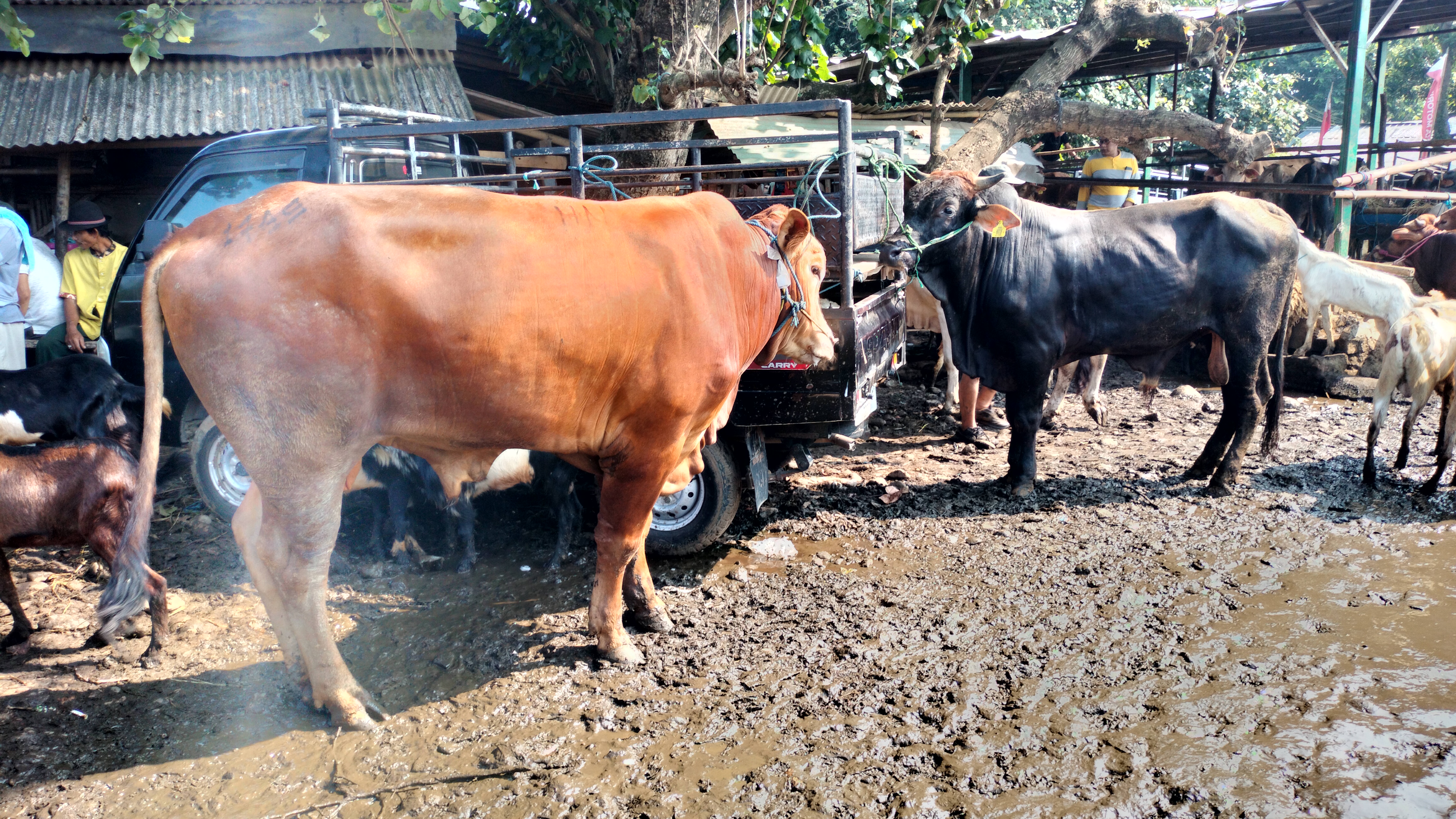 Beli Sapi Kurban Pasar Hewan Jonggol, Perhatikan Ini!