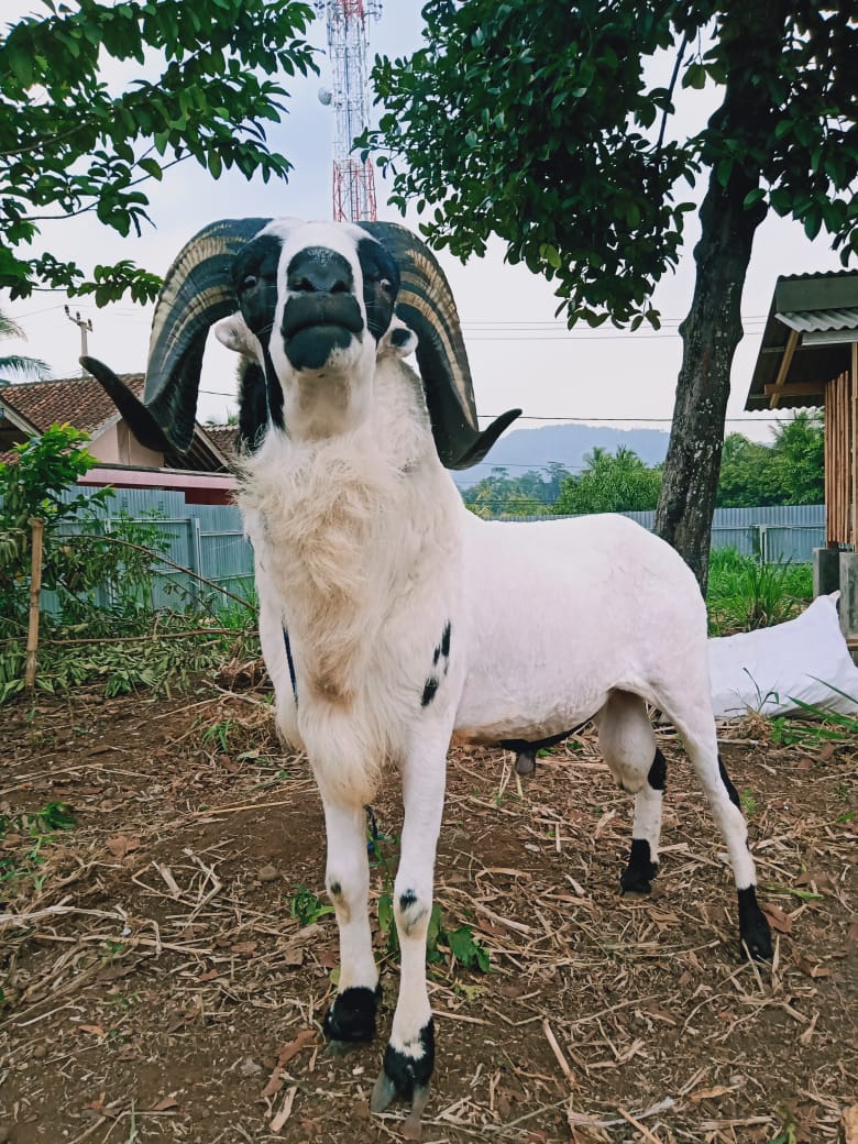 Harga Domba Bersaing, Manggu Farm Bantu Pengiriman