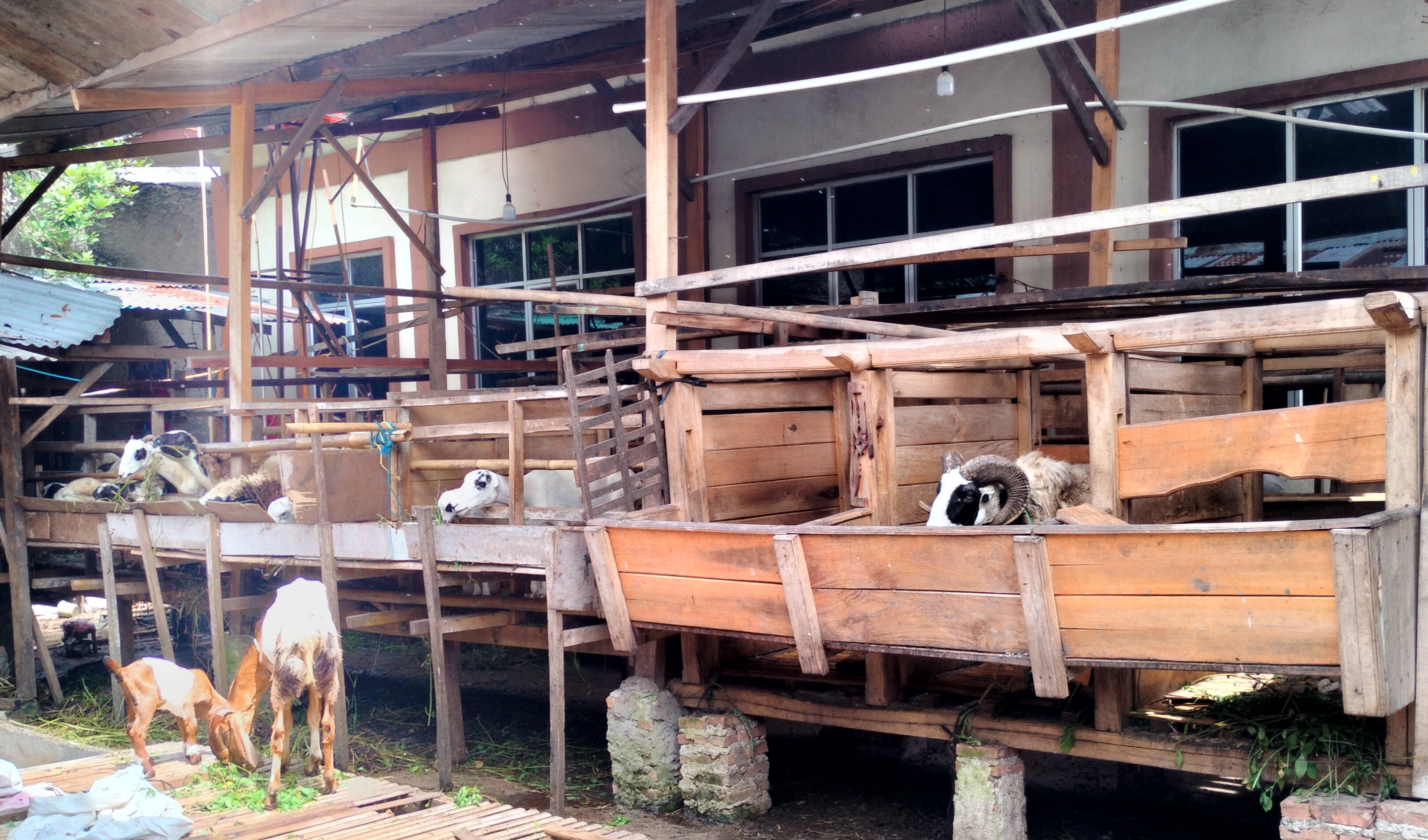 Harga Kambing Kurban Terbaru 2023