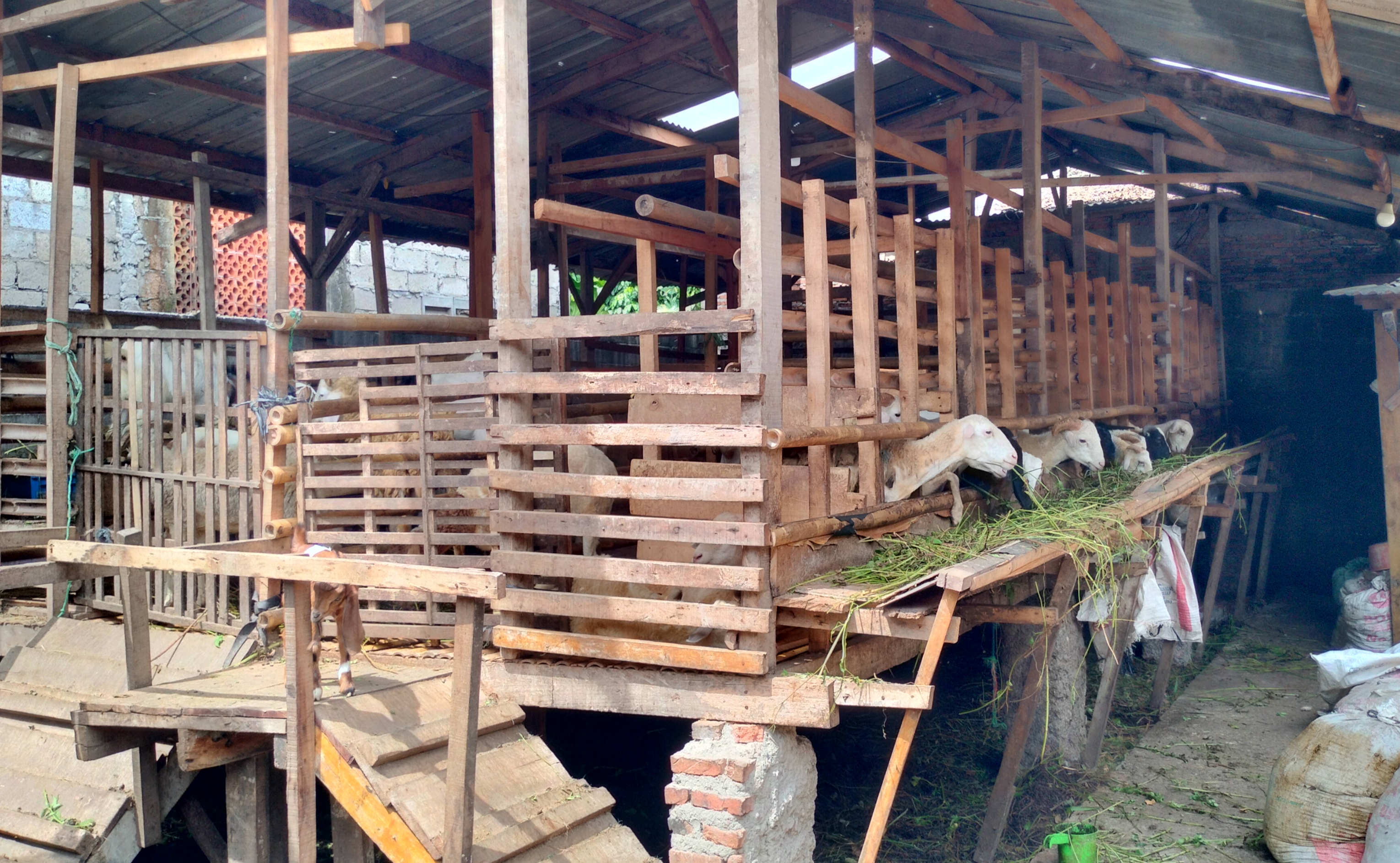 Harga Kambing Kurban Terbaru 2023