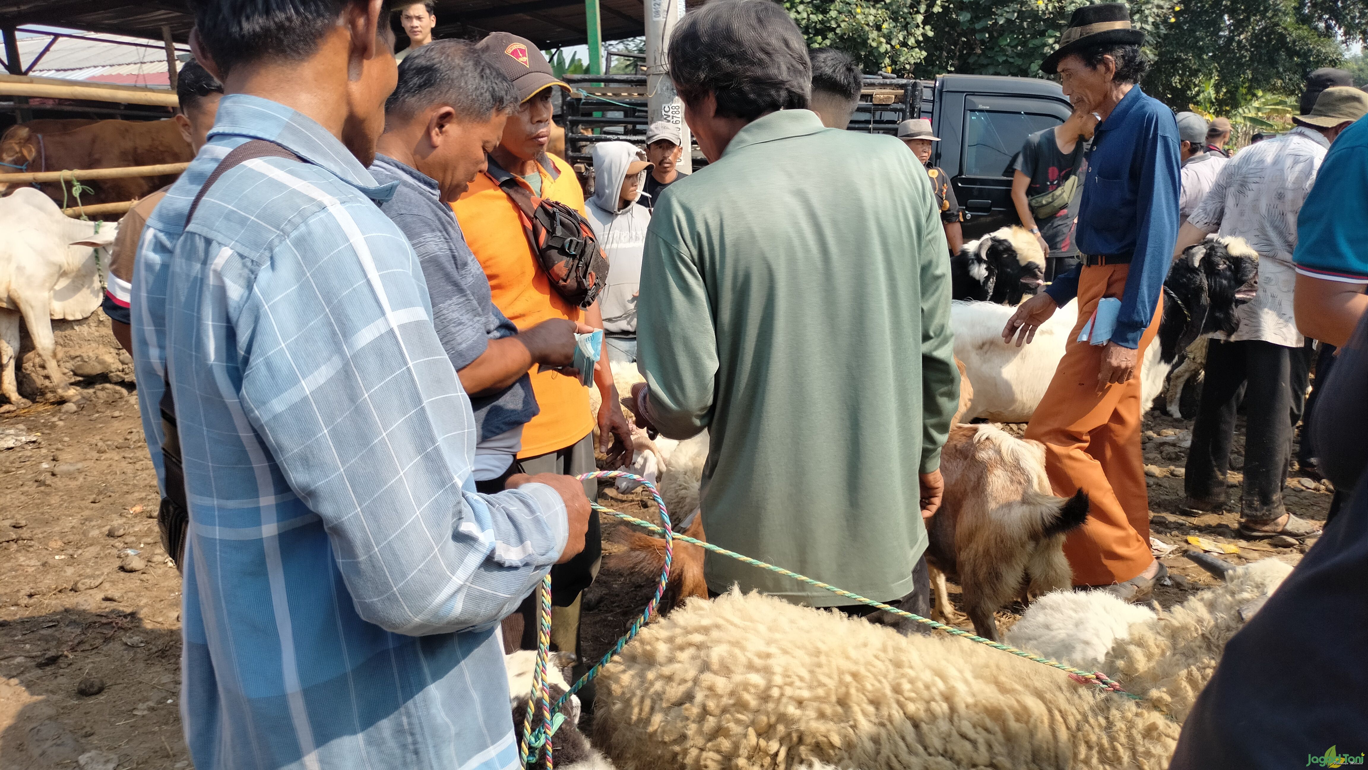 Pasar Sapi Jonggol, Transaksi Tembus Ratusan Juta