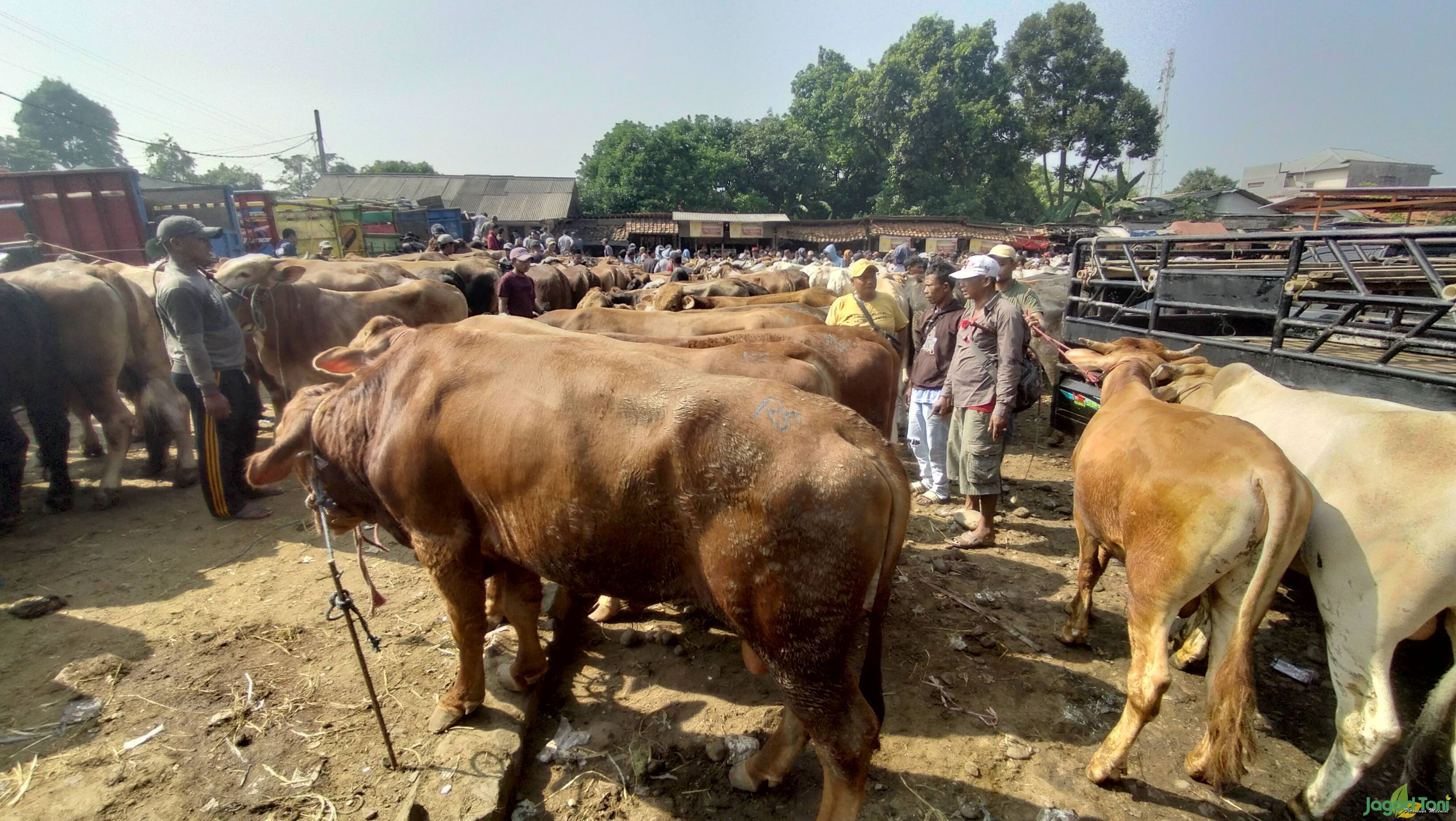 Pasar Sapi Jonggol, Transaksi Tembus Ratusan Juta