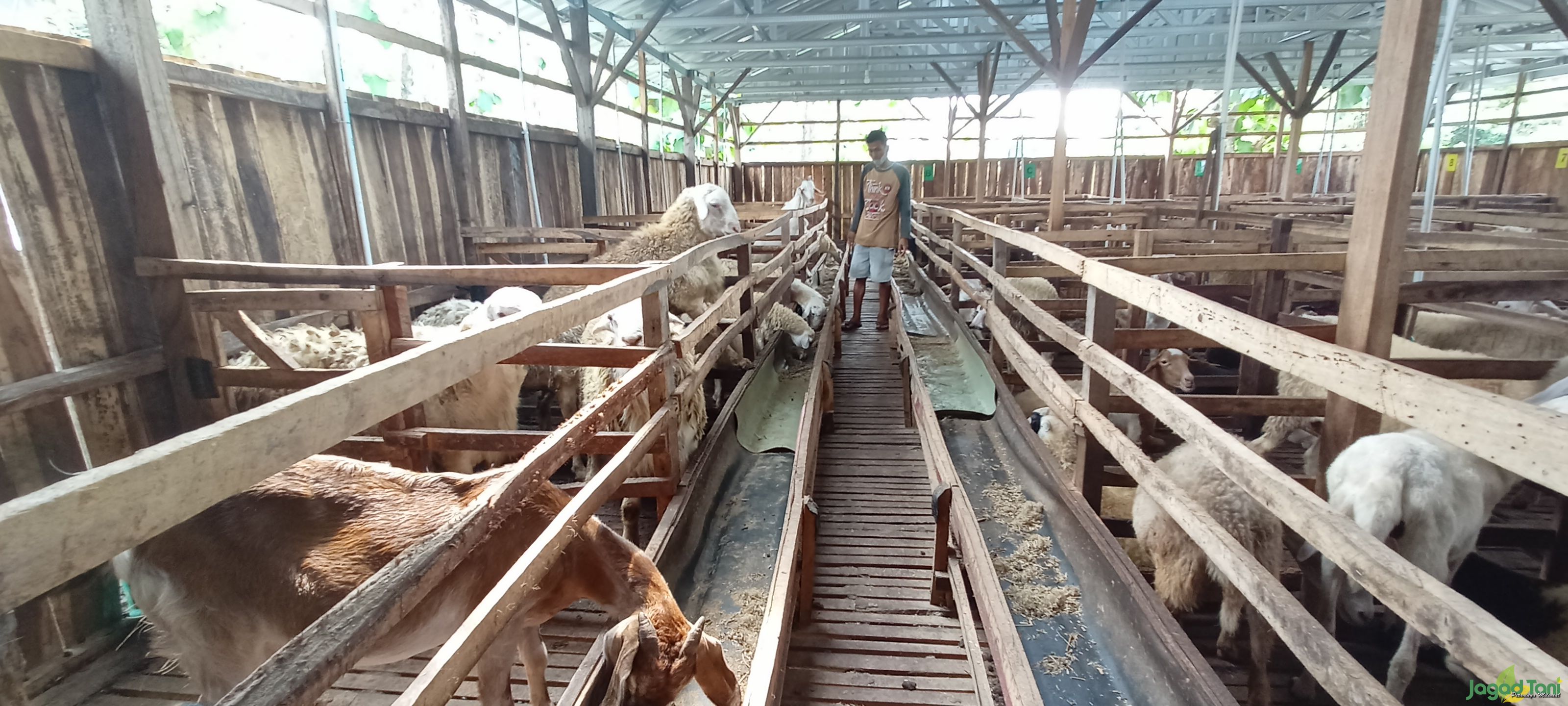 Peternak Domba dan Sapi Banjir Pesanan untuk Kurban