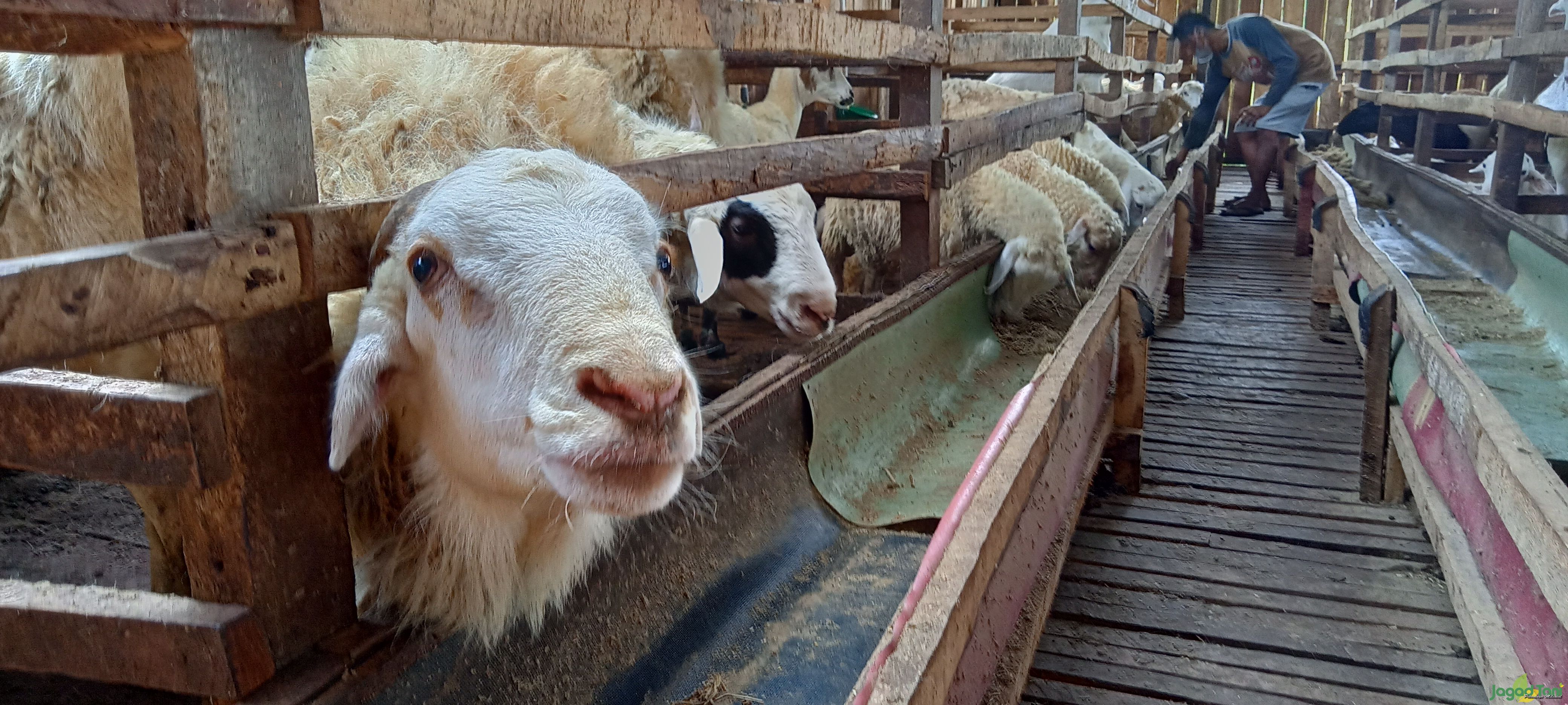 Peternak Domba dan Sapi Banjir Pesanan untuk Kurban
