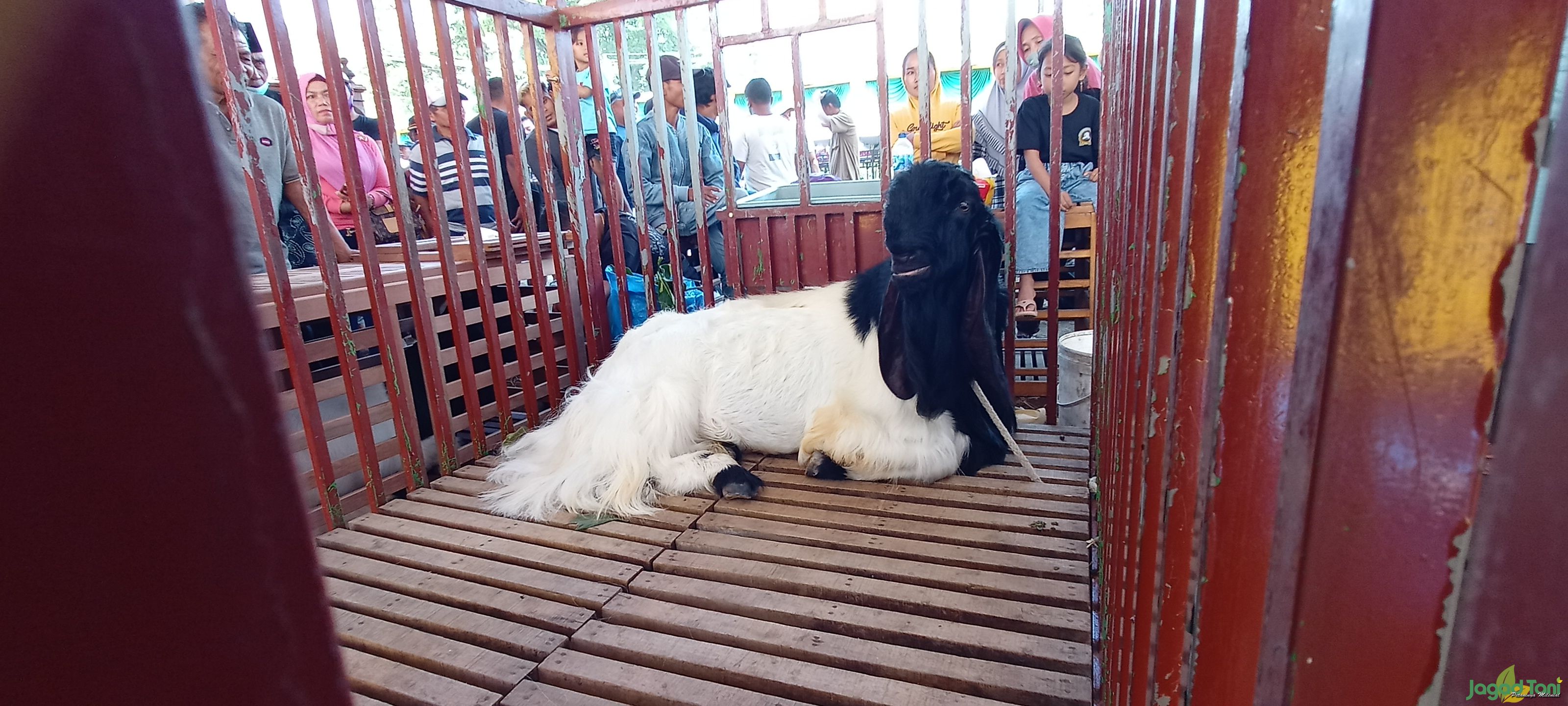 Ratusan Kambing Kaligesing Ikuti Kontes Tingkat Regional Jawa