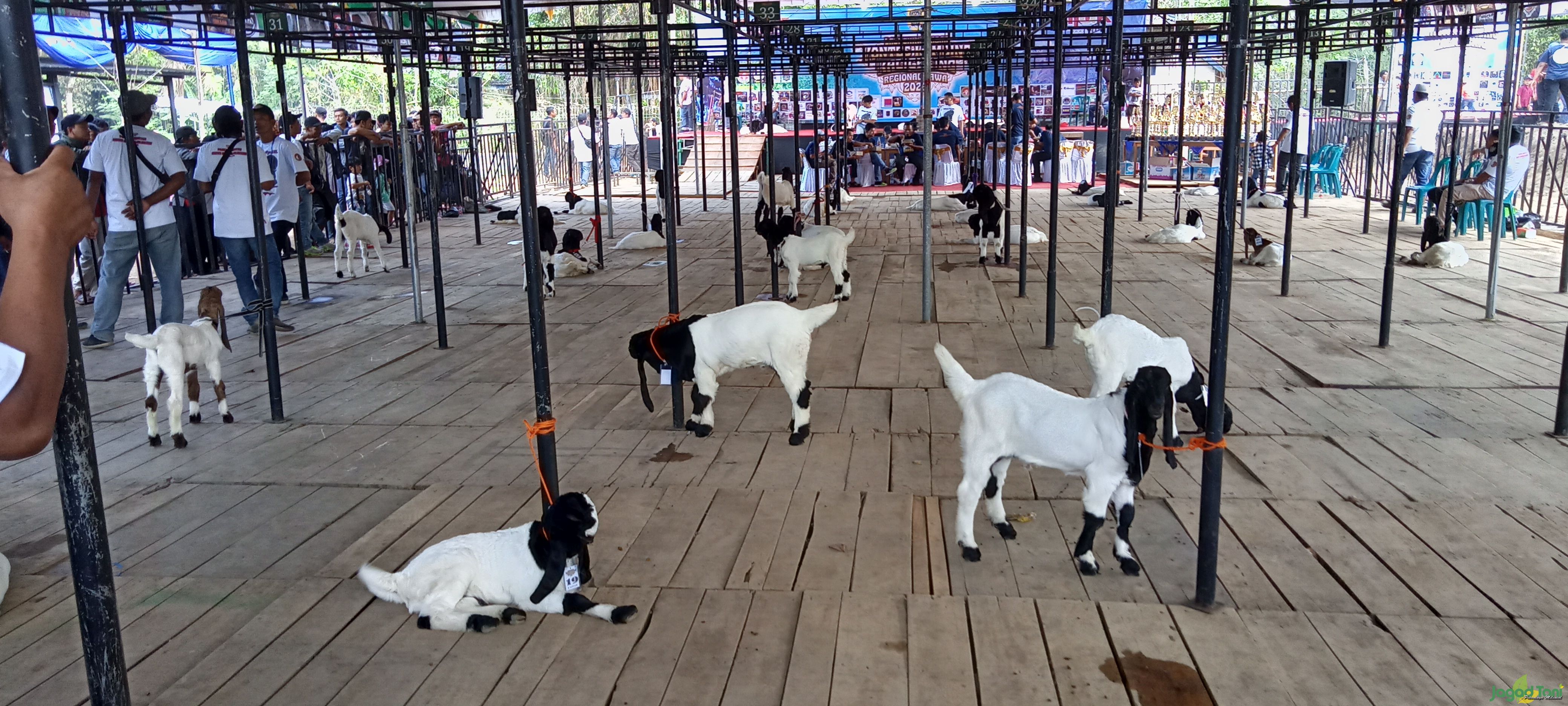 Ratusan Kambing Kaligesing Ikuti Kontes Tingkat Regional Jawa