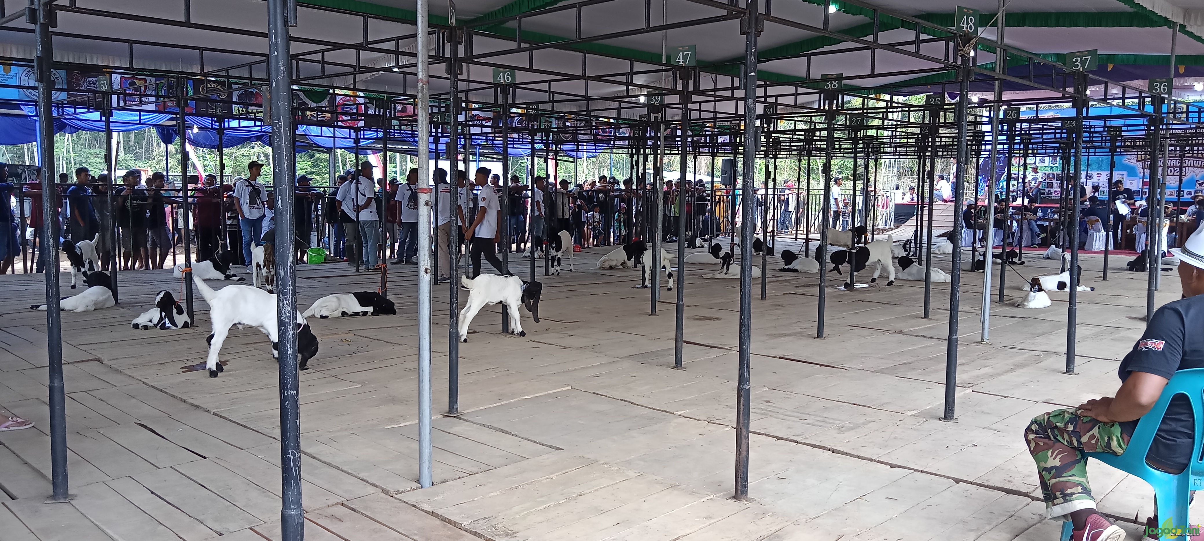 Ratusan Kambing Kaligesing Ikuti Kontes Tingkat Regional Jawa