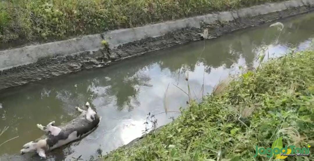 Warga Parigi Enggan Konsumsi Ikan, Ini Penyebabnya 