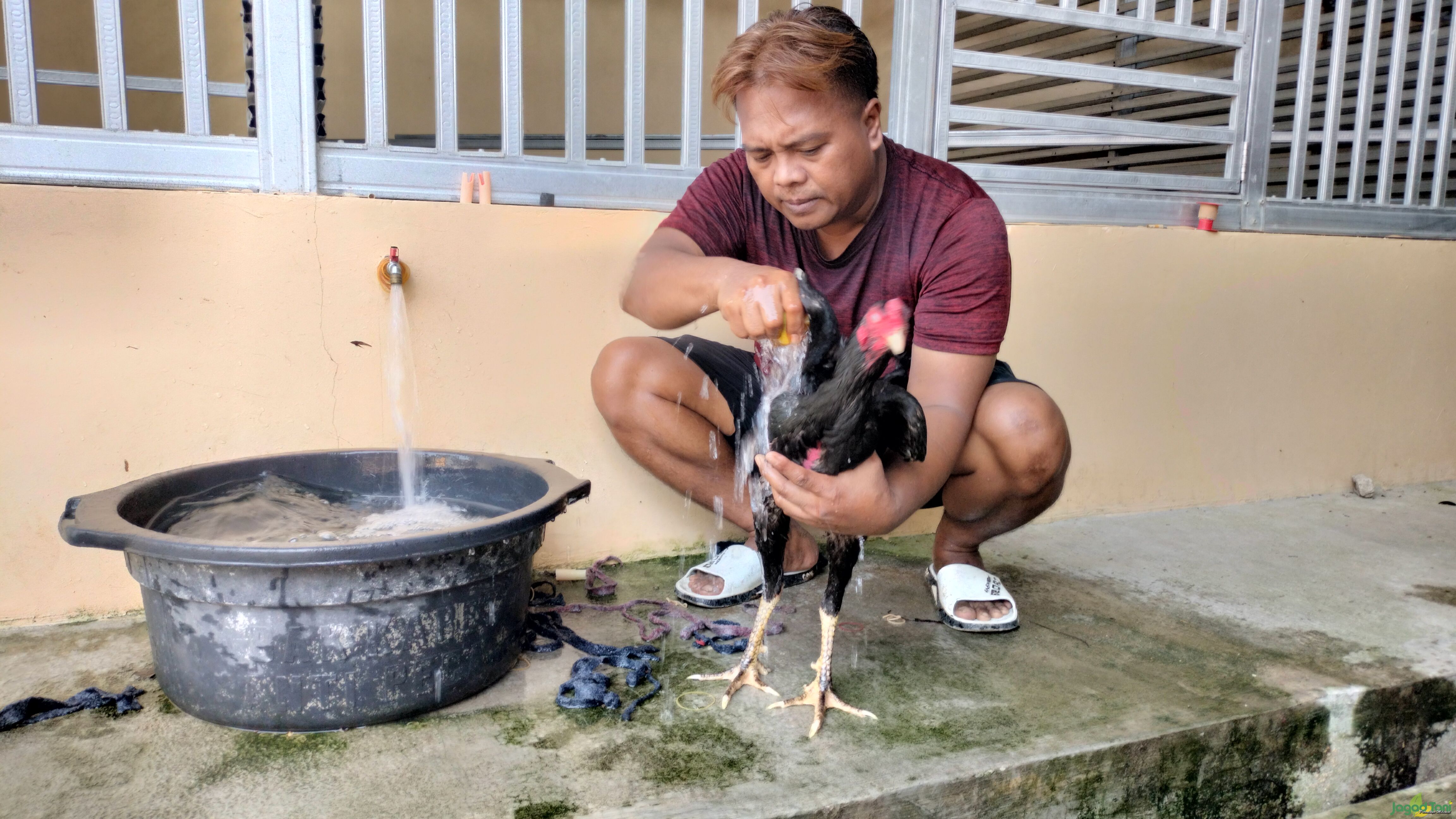 Memandikan ayam kontes