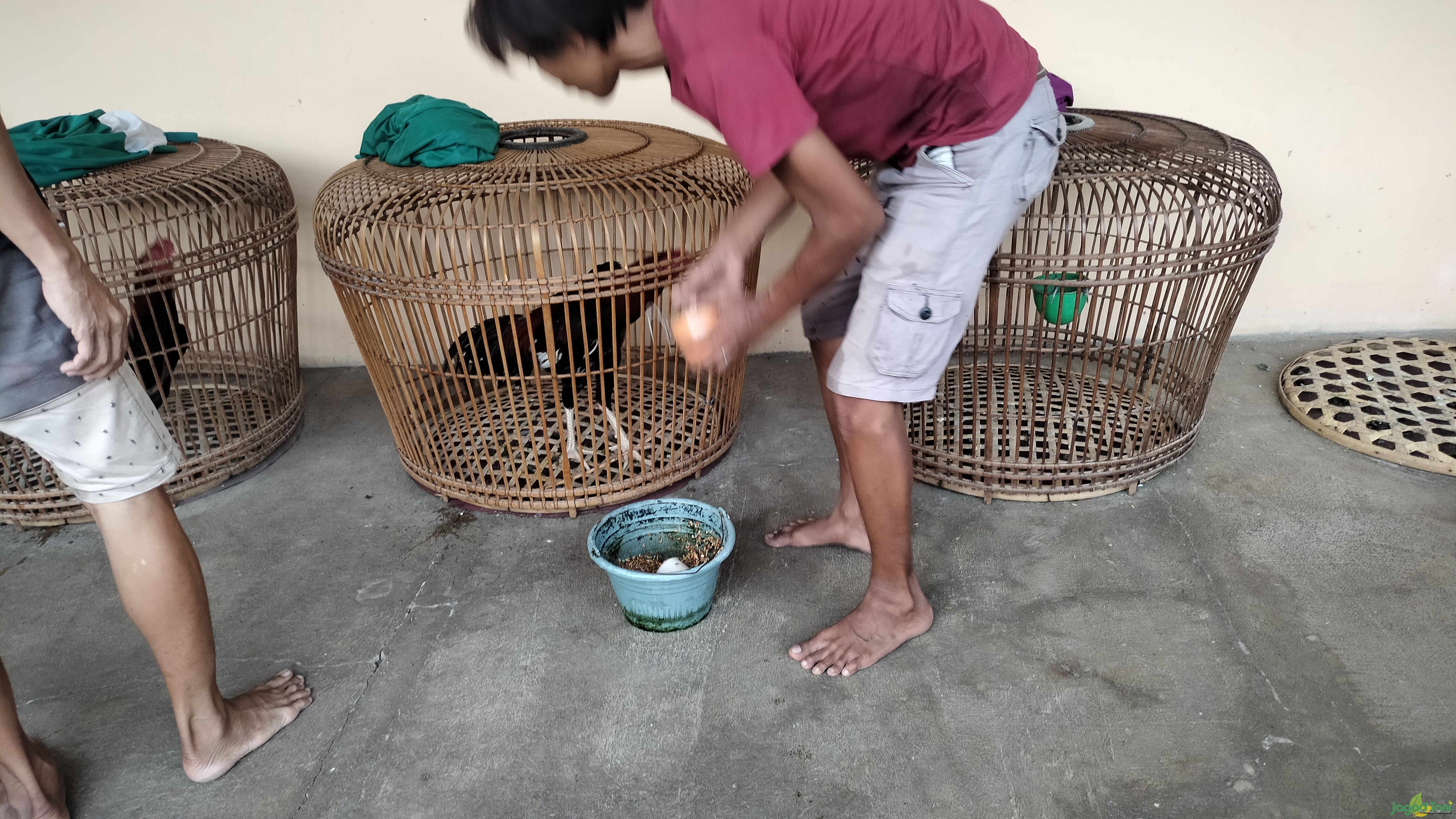 Memberi pakan ayam kontes 
