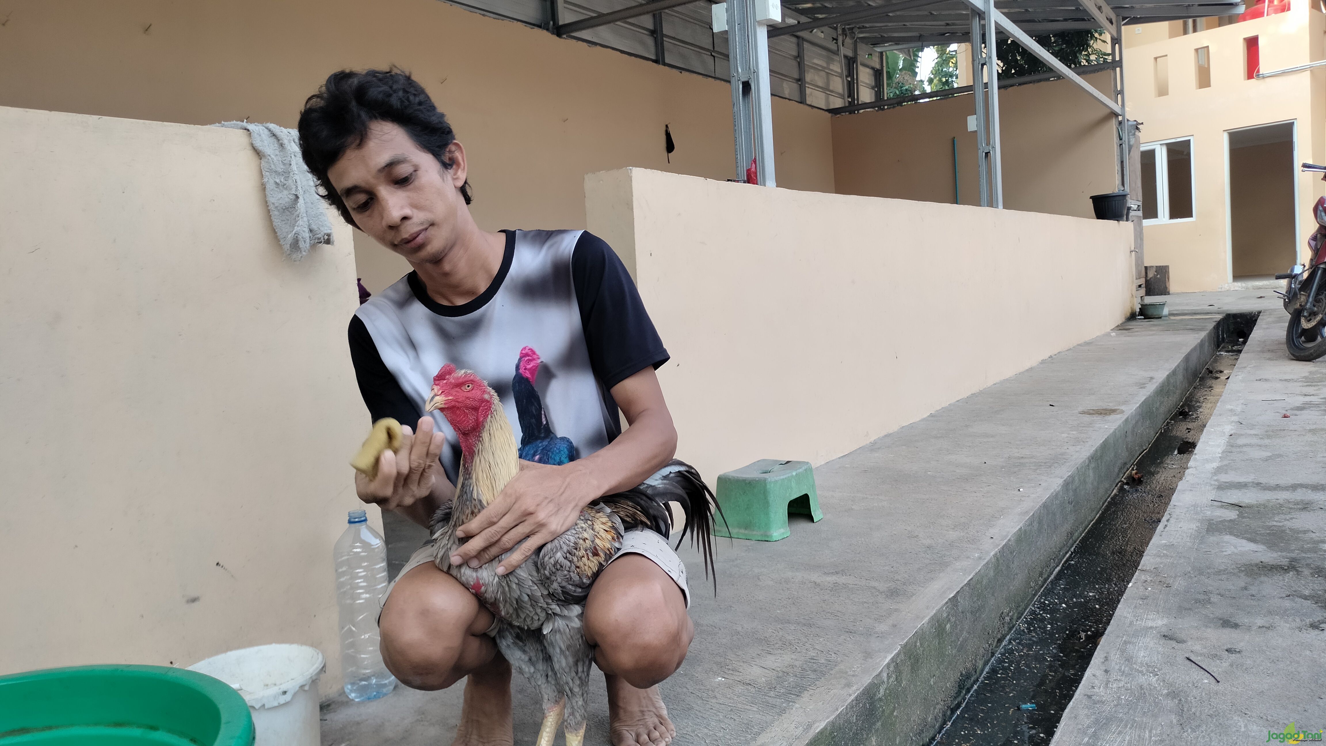 Merawat Ayam Pakhoy sebelum berlaga
