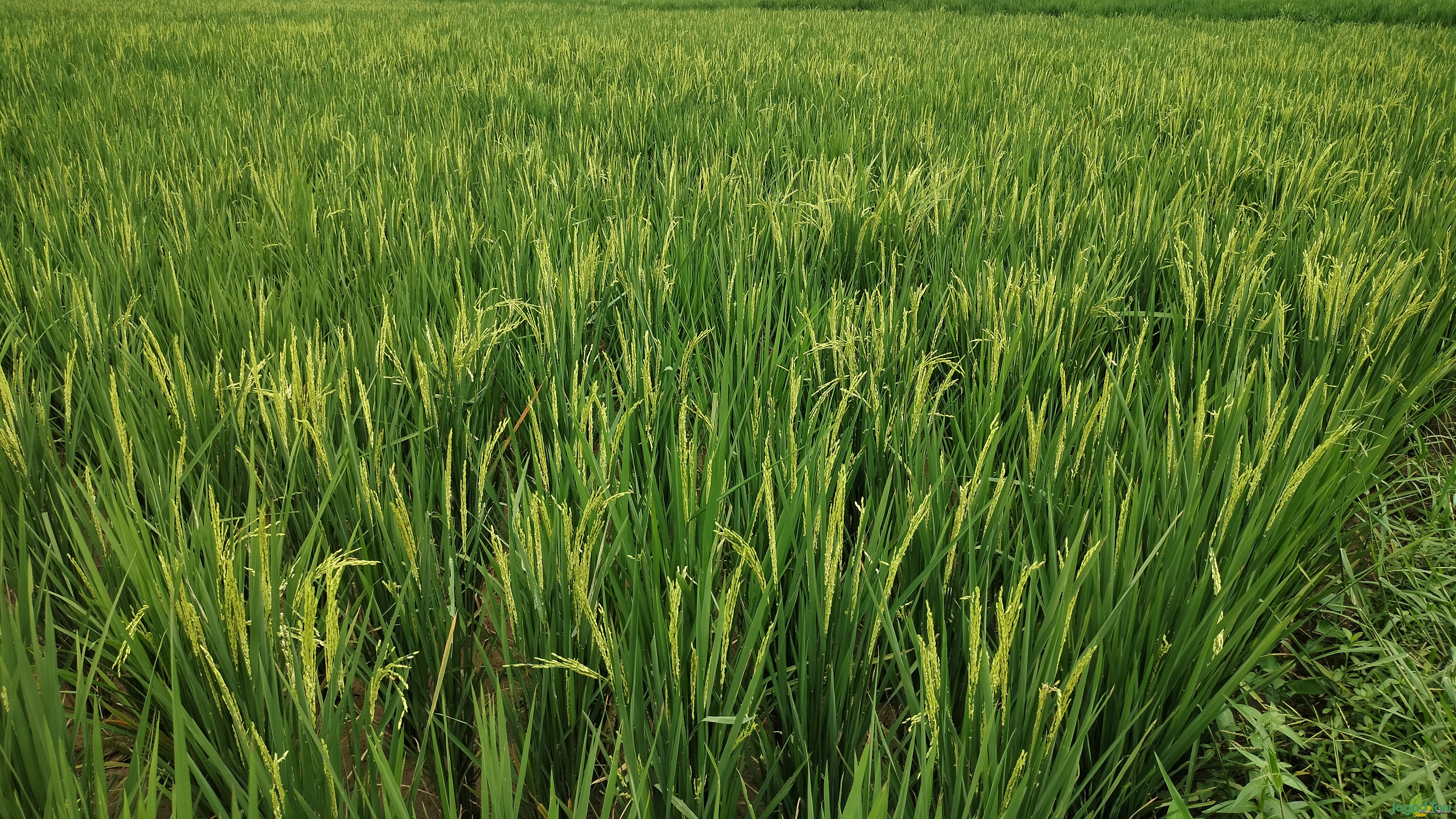Padi IR31 di Bekasi