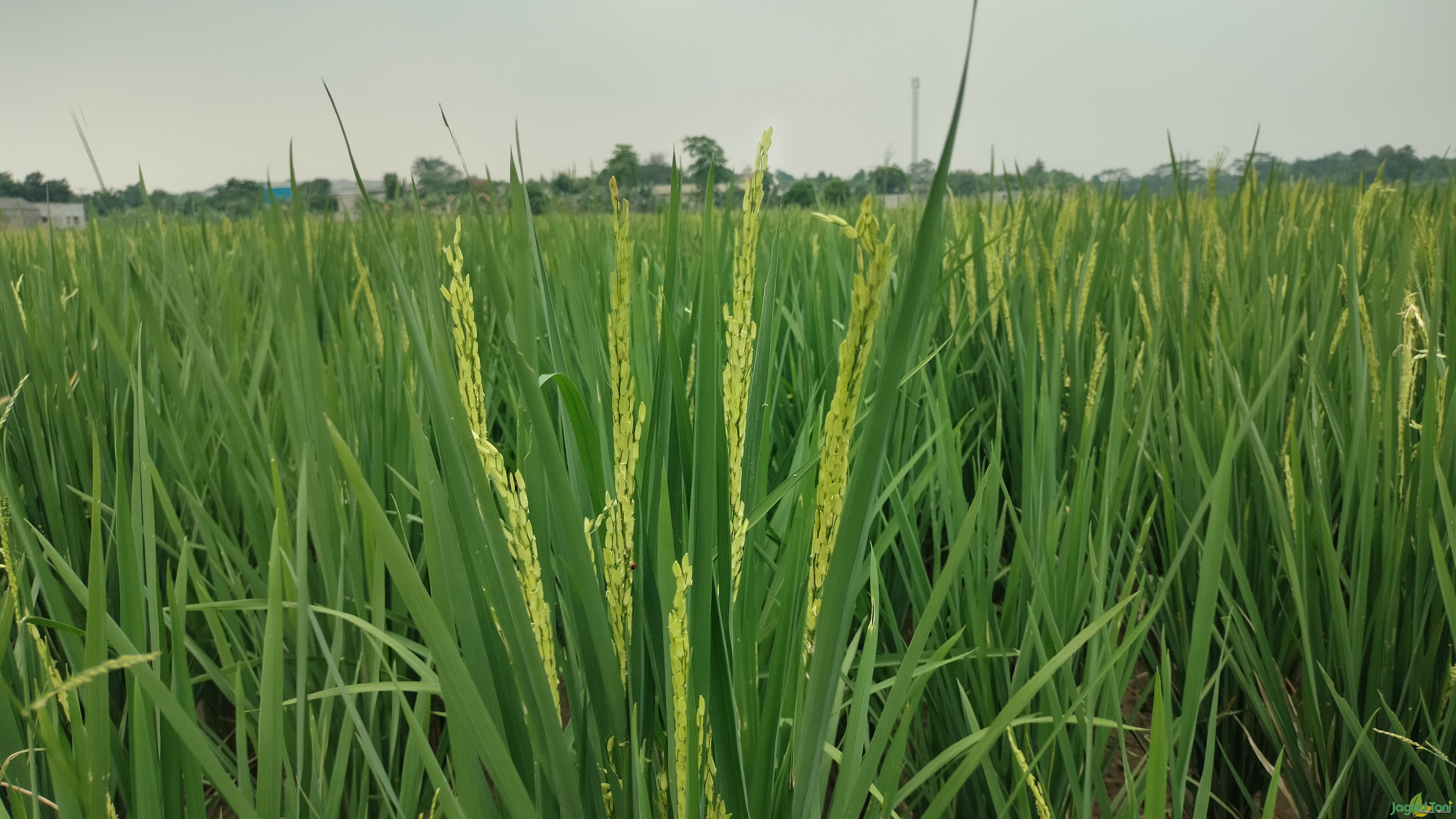 Petani Bekasi terancam el nino