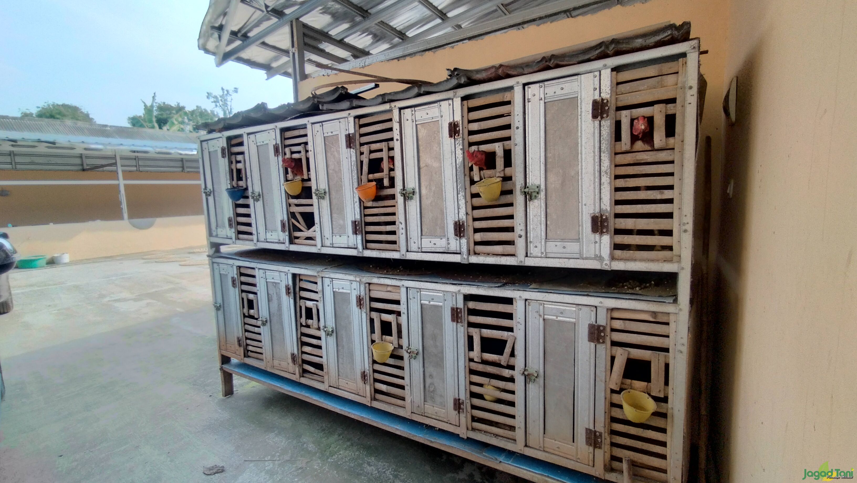 WND Farm, Fokus Menyediakan Ayam Jagoan Kontes
