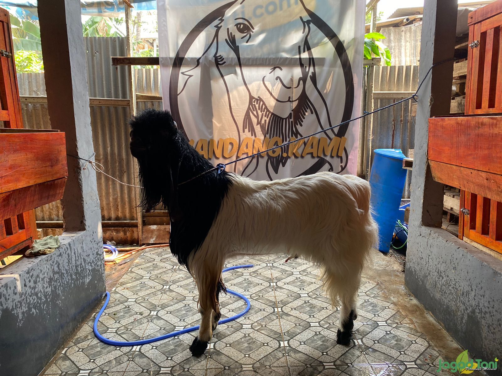 Alasan Kambing Etawa Berharga Tinggi