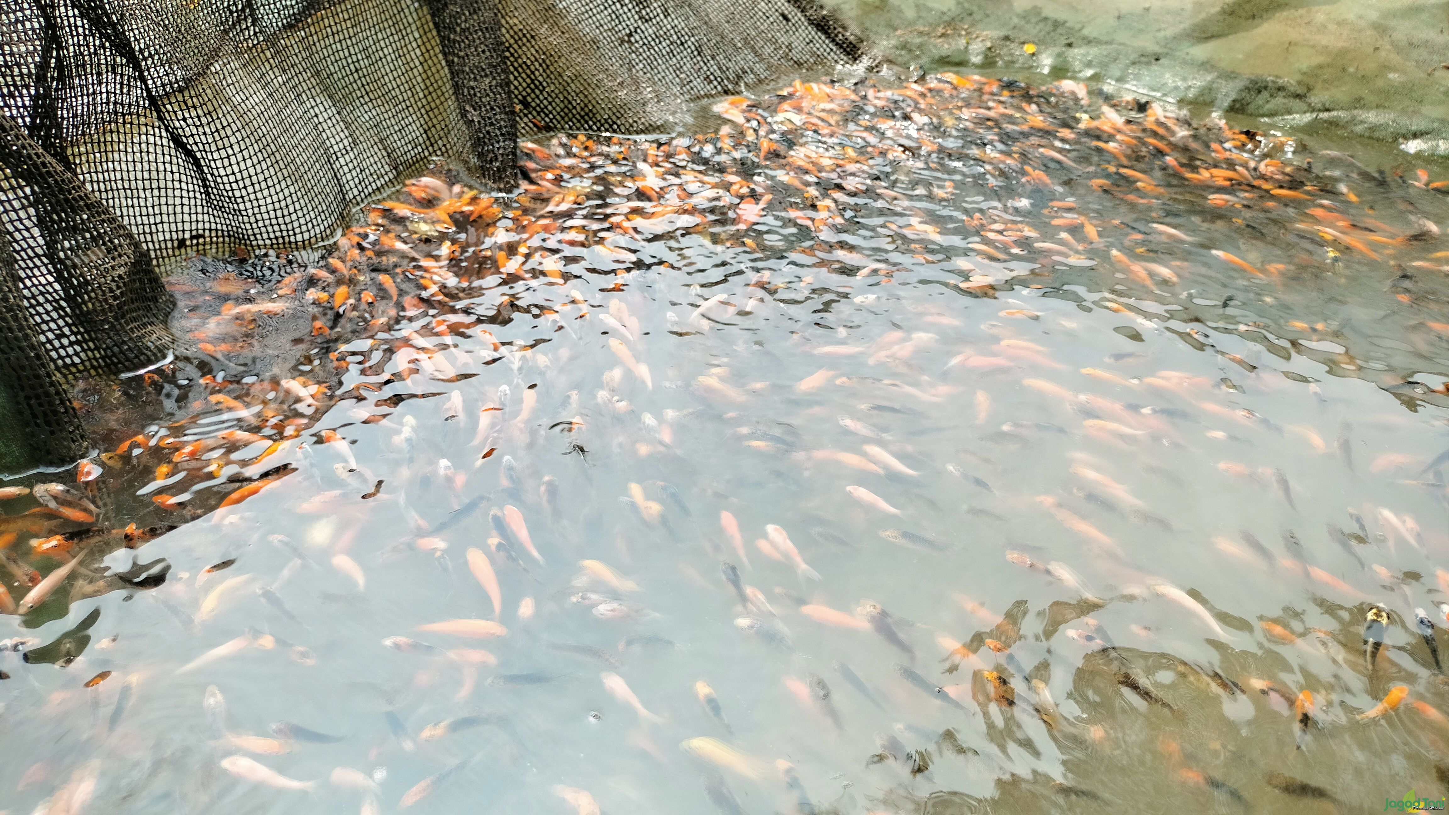Cara Menjaga Kadar Oksigen Pada Empang Ikan