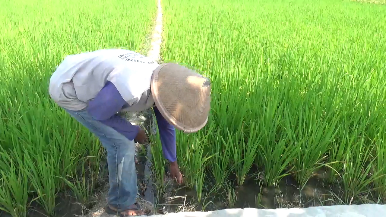 Petani melakukan gropyokan untuk pengendalian hama tikus