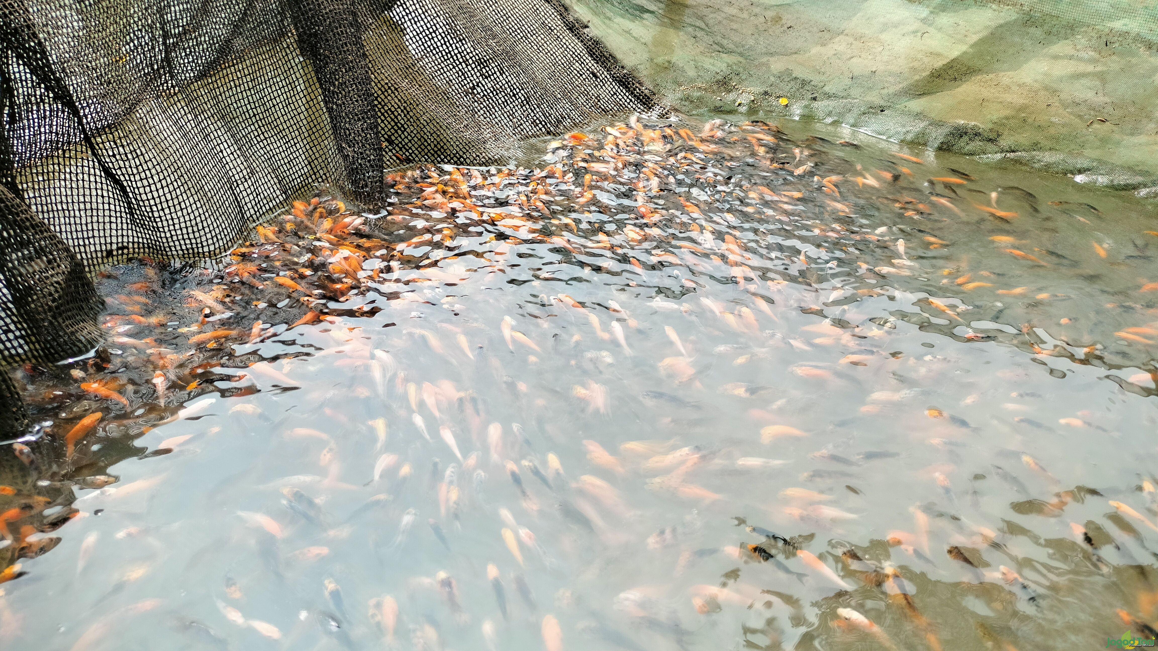 Iklim Ekstrem Ancam Peternak Ikan Hias di Parung