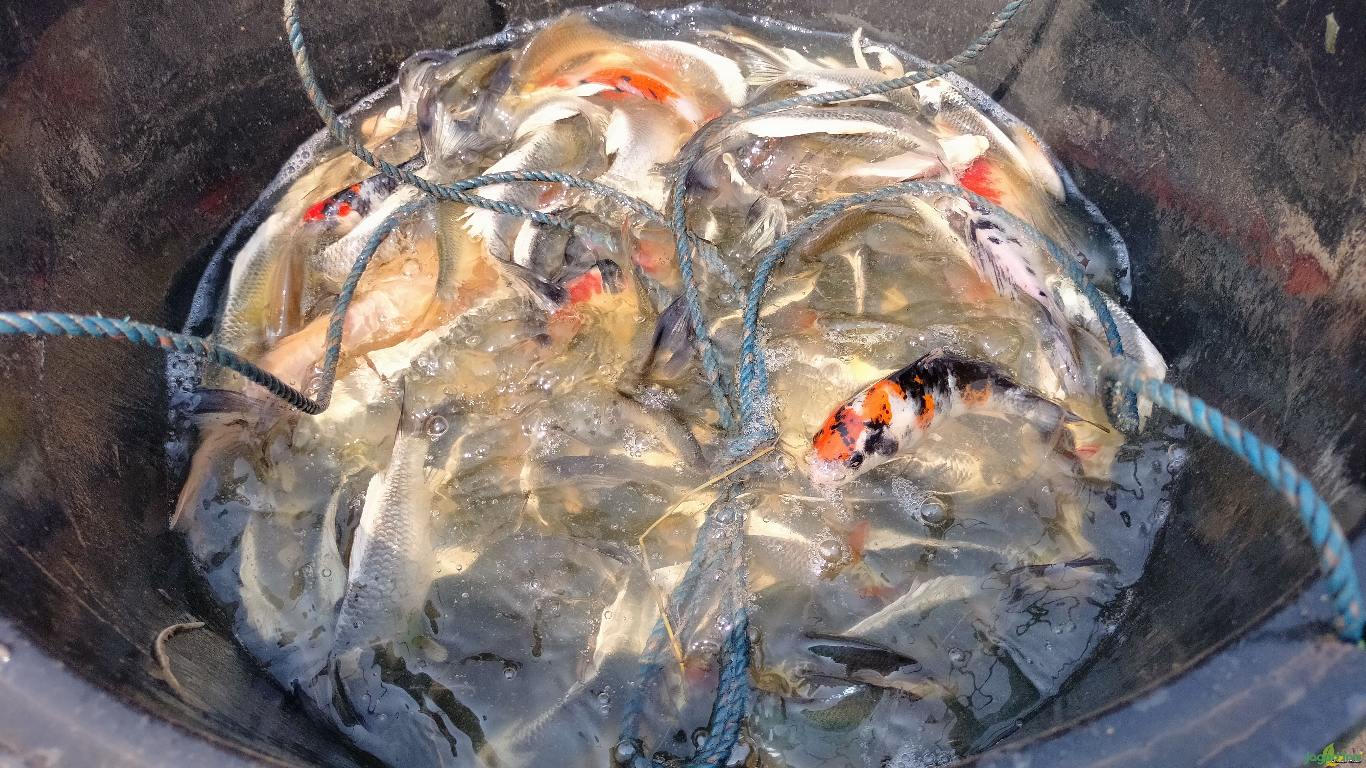 Ikan Koi di Parung