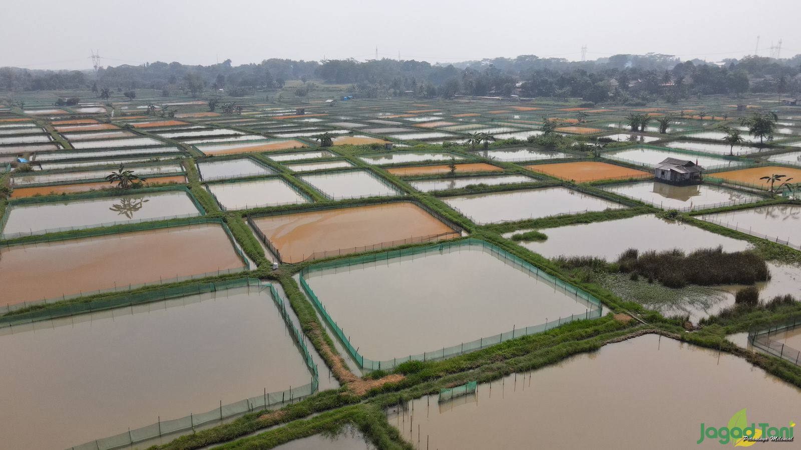 Iklim Ekstrem Ancam Peternak Ikan Hias di Parung