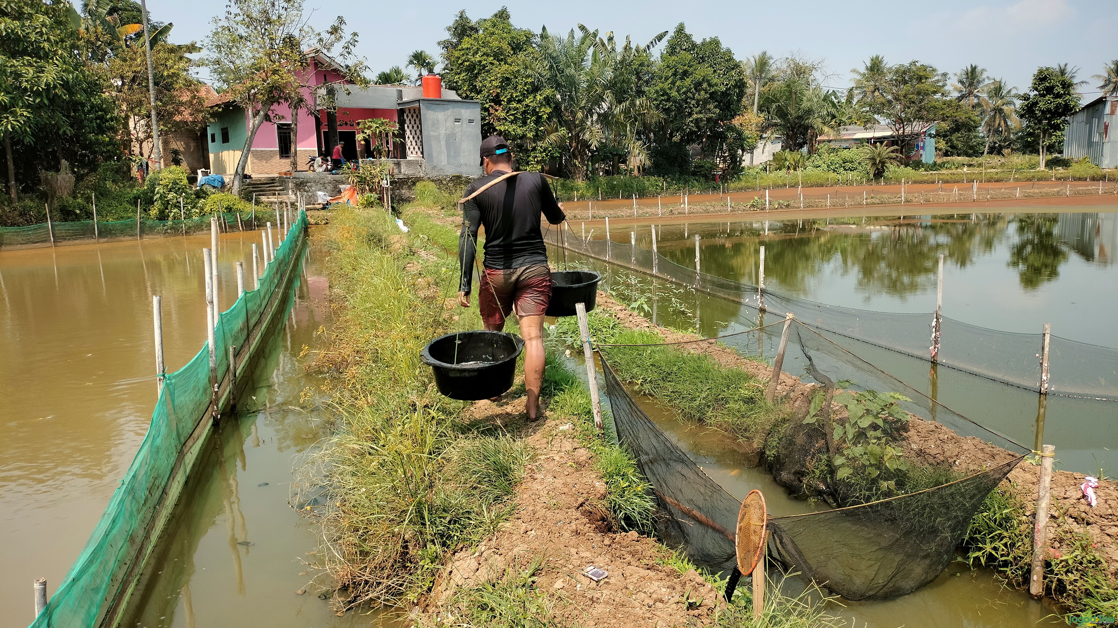 Musim Kemarau Bikin Omset Ikan Hias Parung