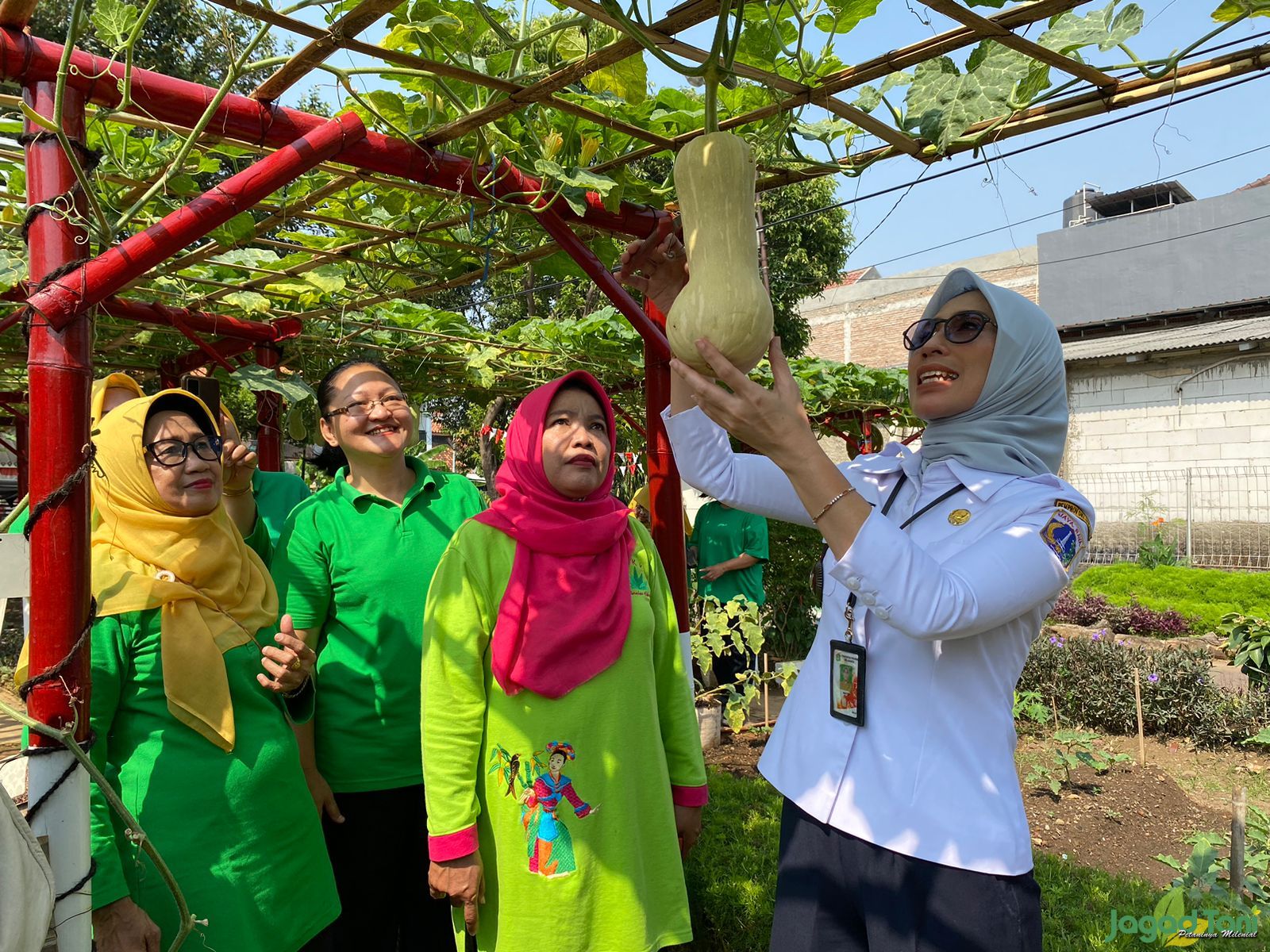 Budidaya Labu Madu Dipilih Kelas Berkebun Taman Kuda Laut