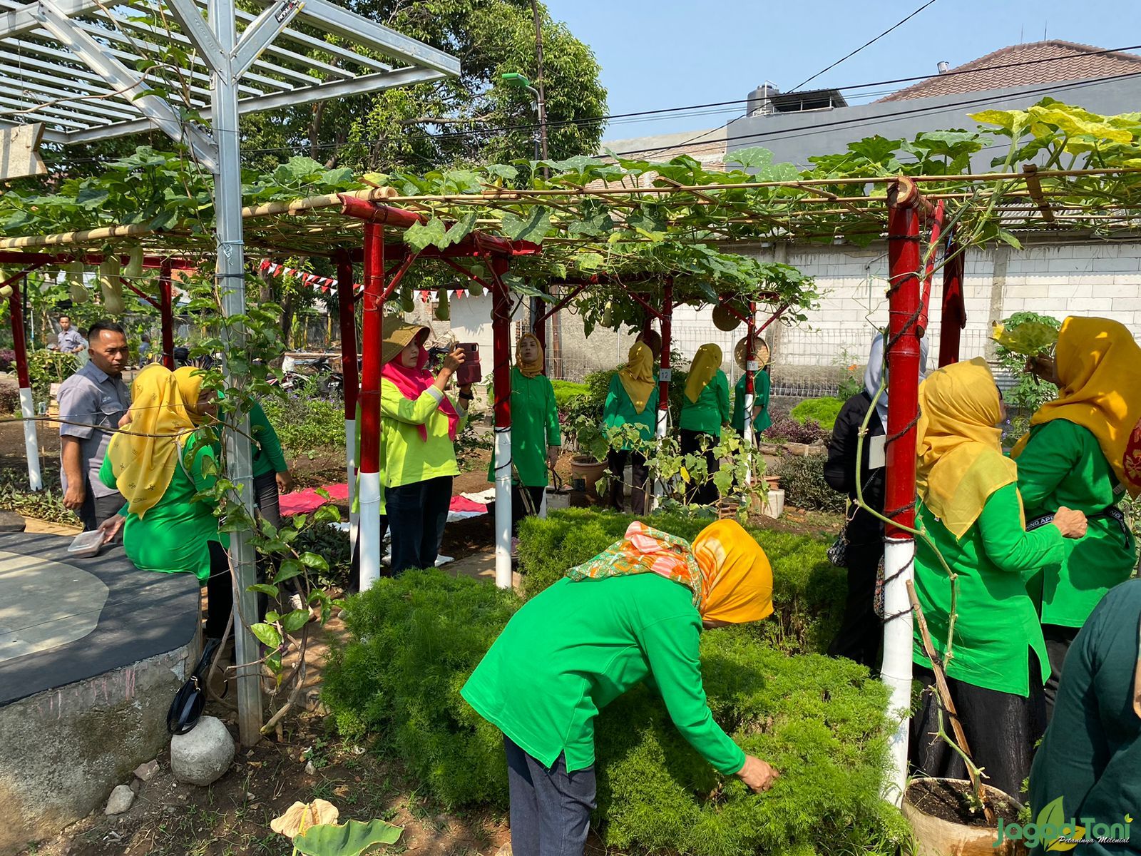 Budidaya Labu Madu Dipilih Kelas Berkebun Taman Kuda Laut