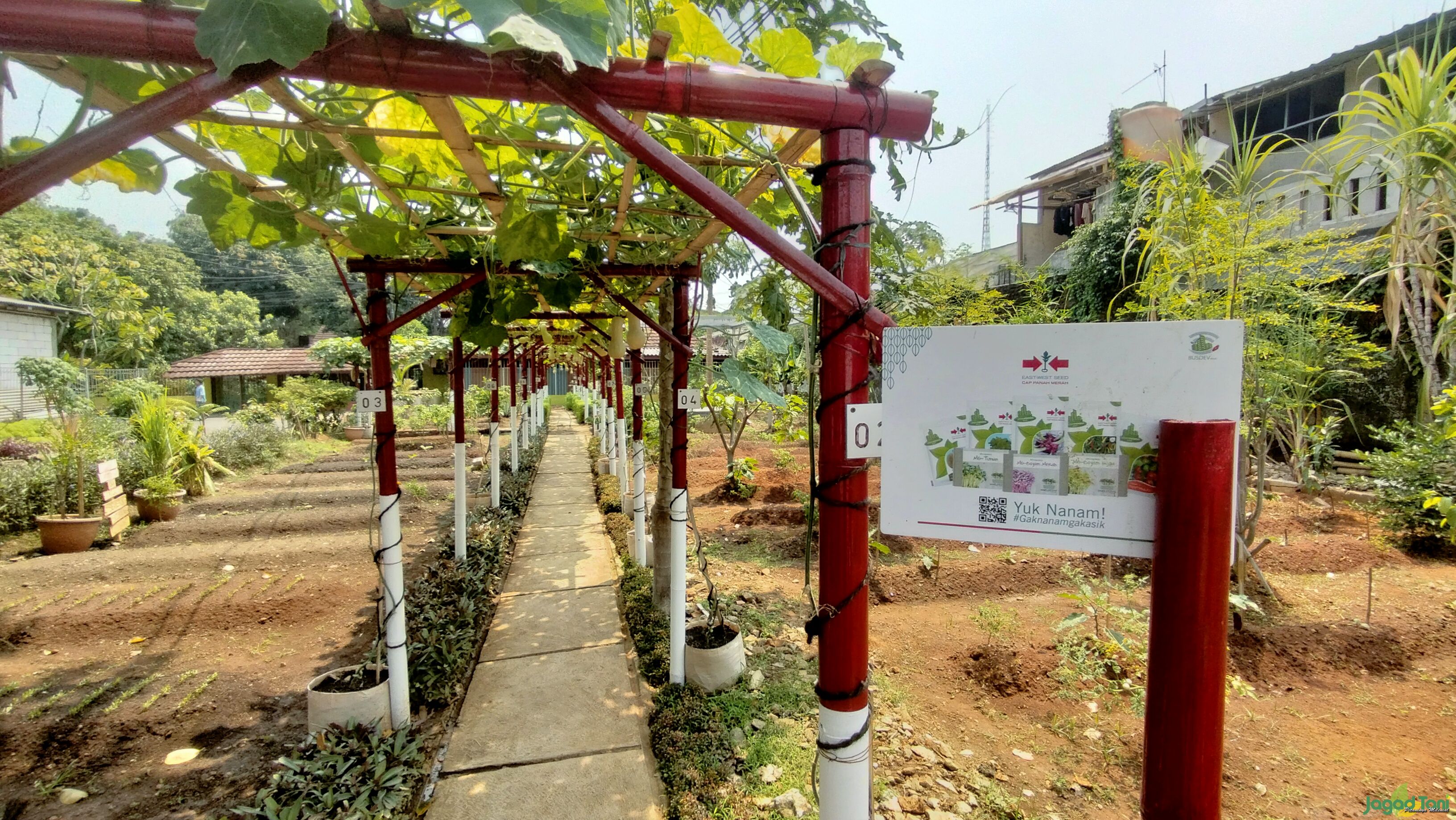 Budidaya Labu Madu-Kelas Berkebun Taman Kuda Laut