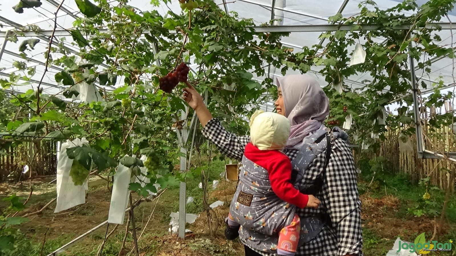 Pengunjung berwisata di kebun anggur milik Mursid di Jatinom, Klaten, Jawa Tengah 