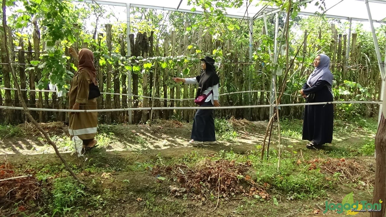 Budidaya Tanaman Anggur jadi Ladang Rezeki 