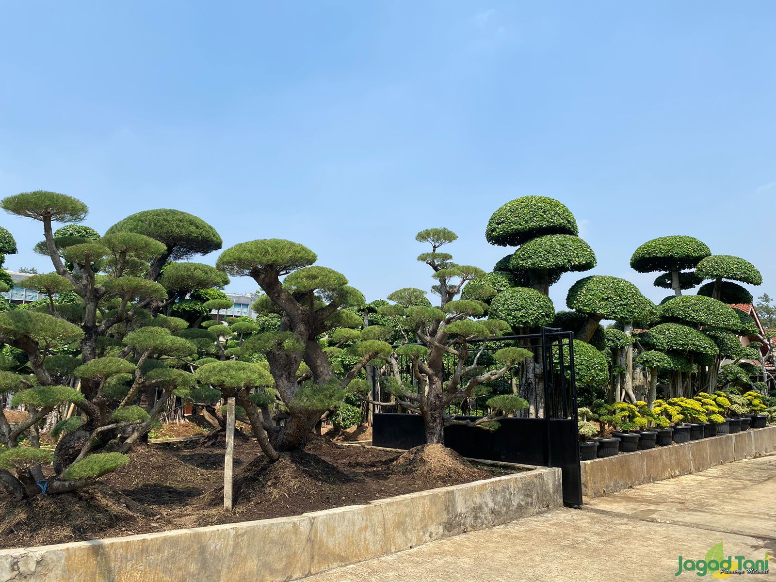Merawat Beringin Korea 