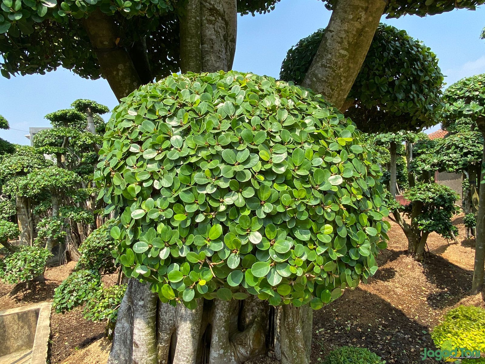 Beringin Korea 