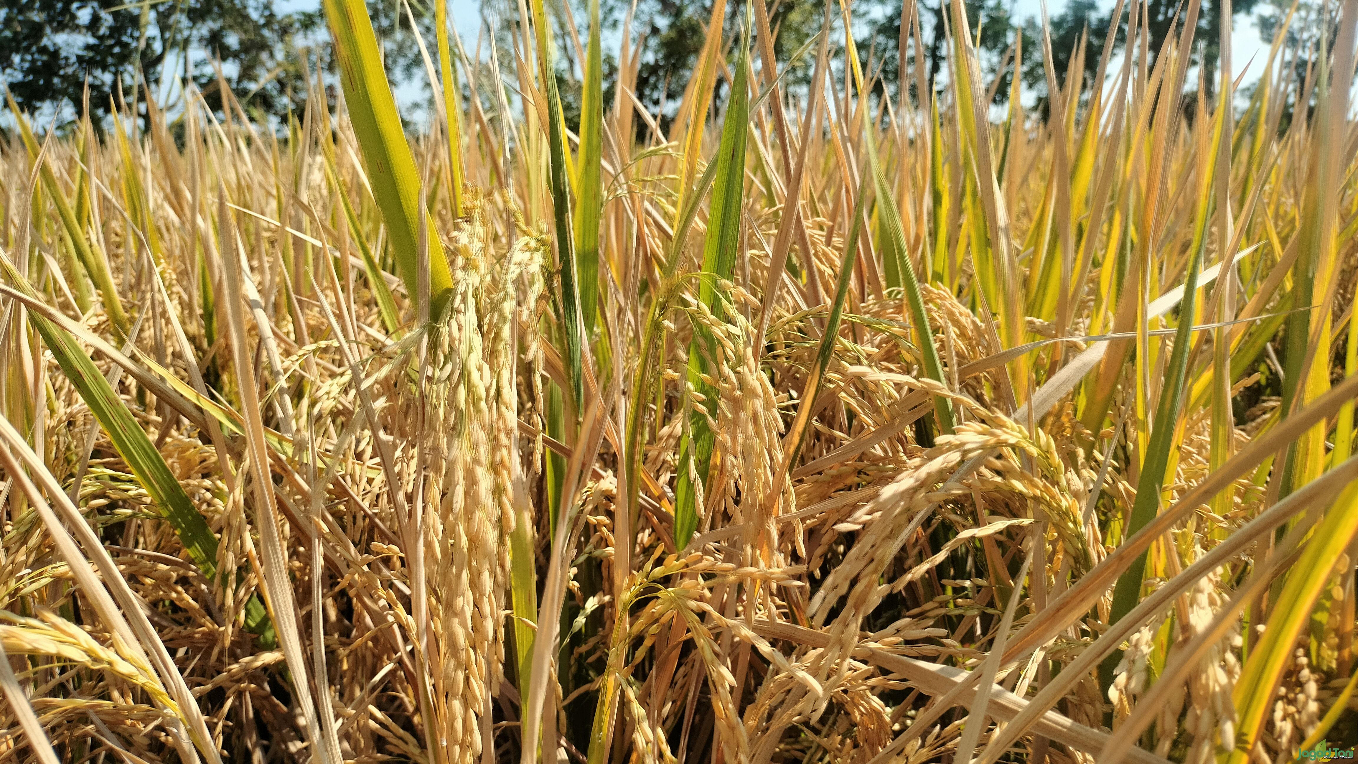 Petani Sukoharjo Panen 3x Setahun