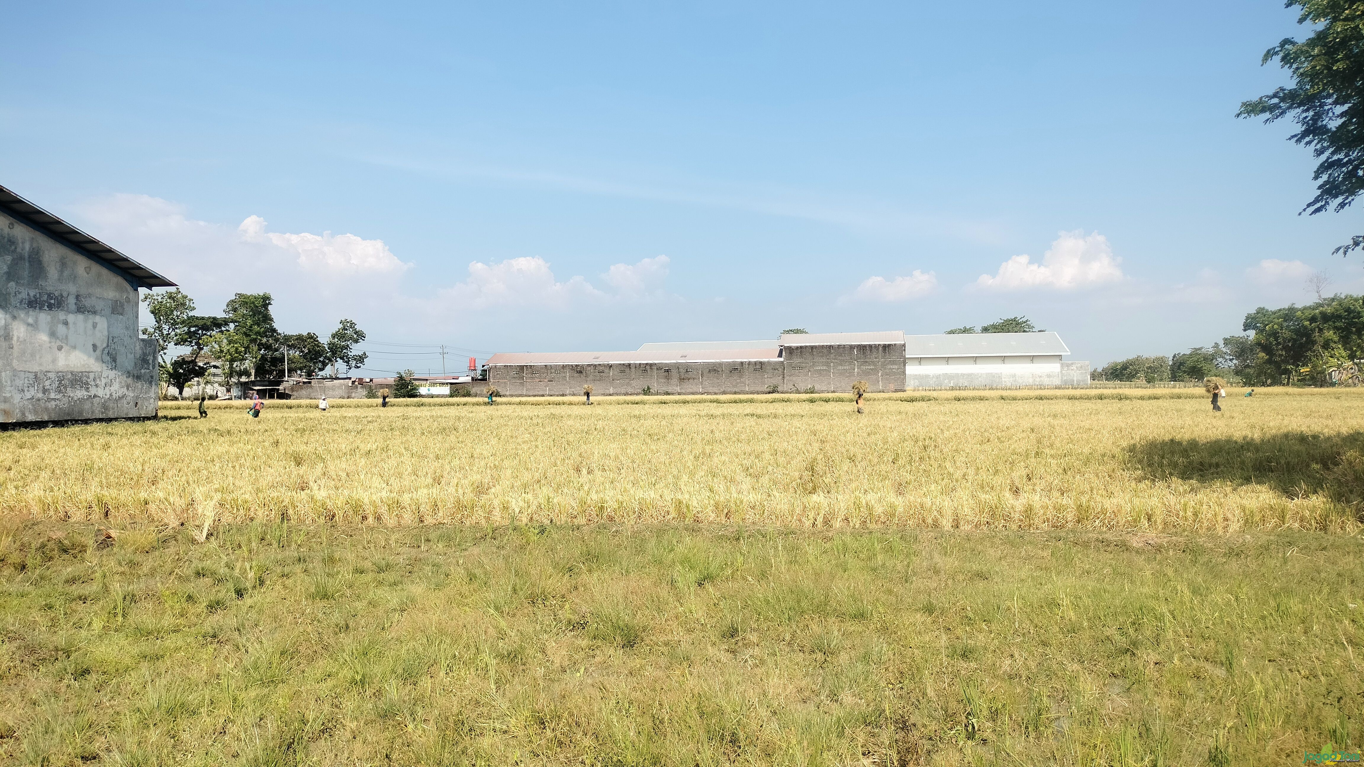 Petani Sukoharjo Panen 3x Setahun