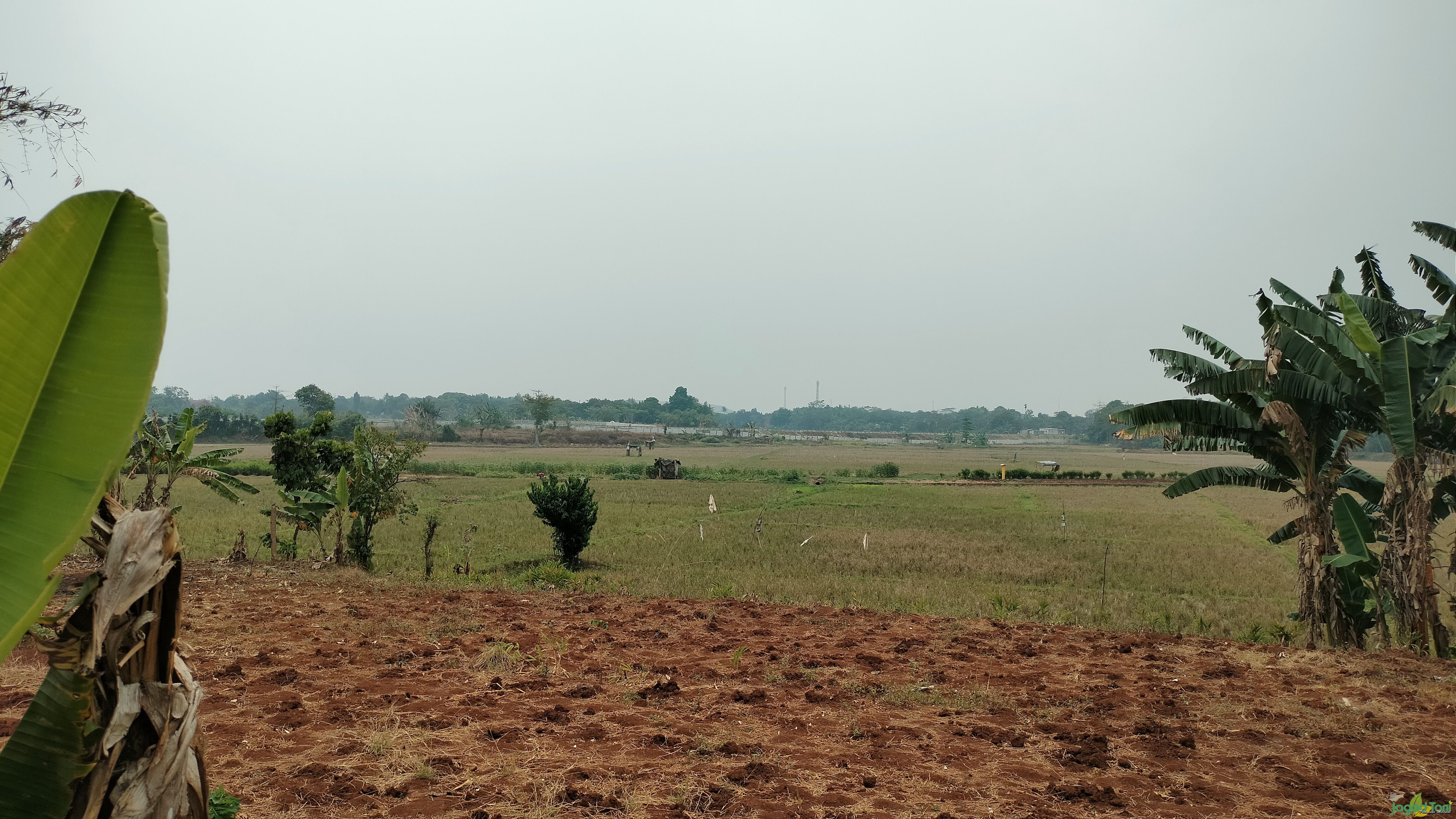 Kekeringan landa persawahan di Bekasi