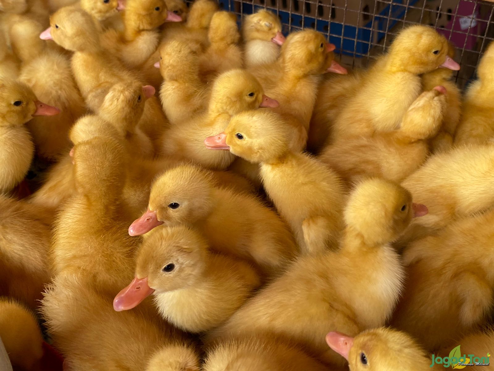 Anak bebek Peking 
