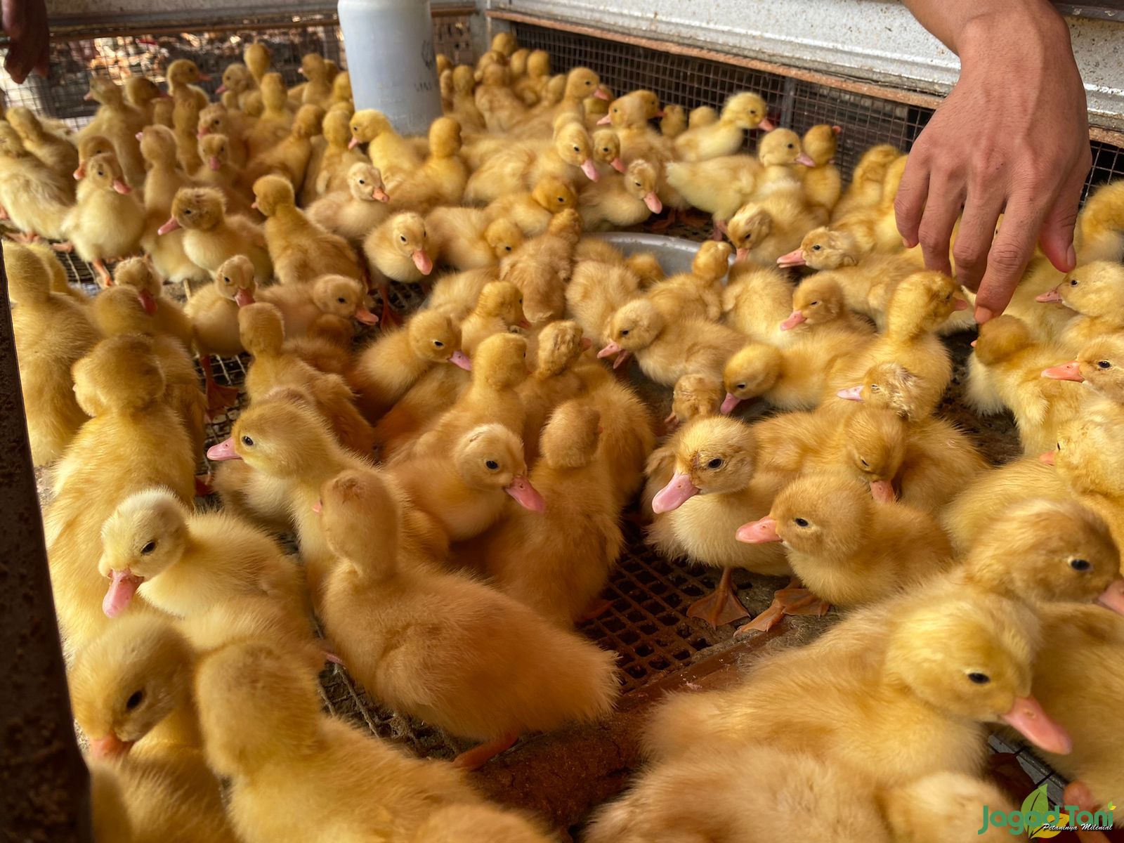 Day old duck (DOD)