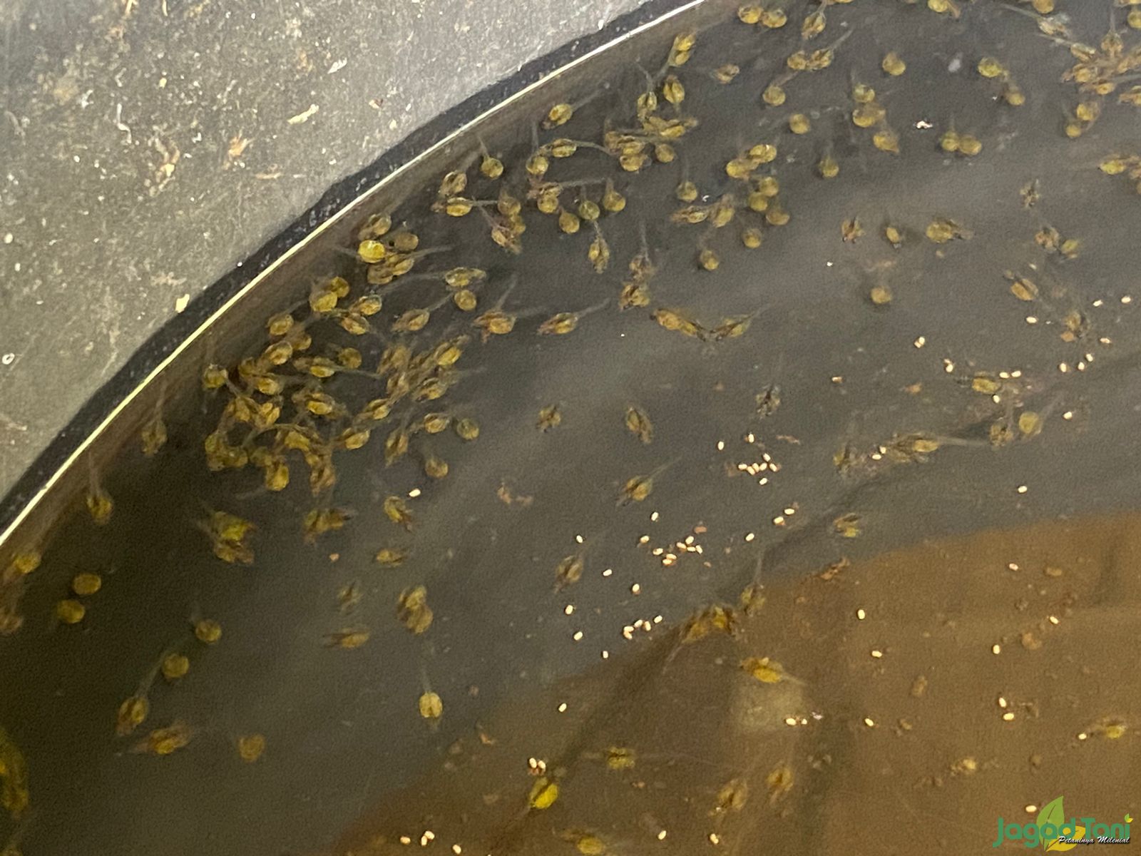 Anak Empang Farm menyediakan bibit ikan gurame 