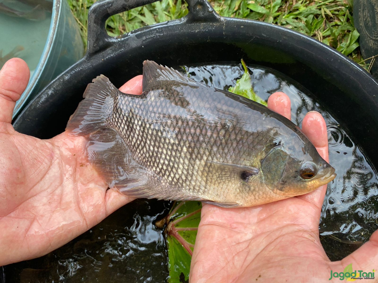 Pembibitan Ikan Gurame Demi Ketahanan Pangan 