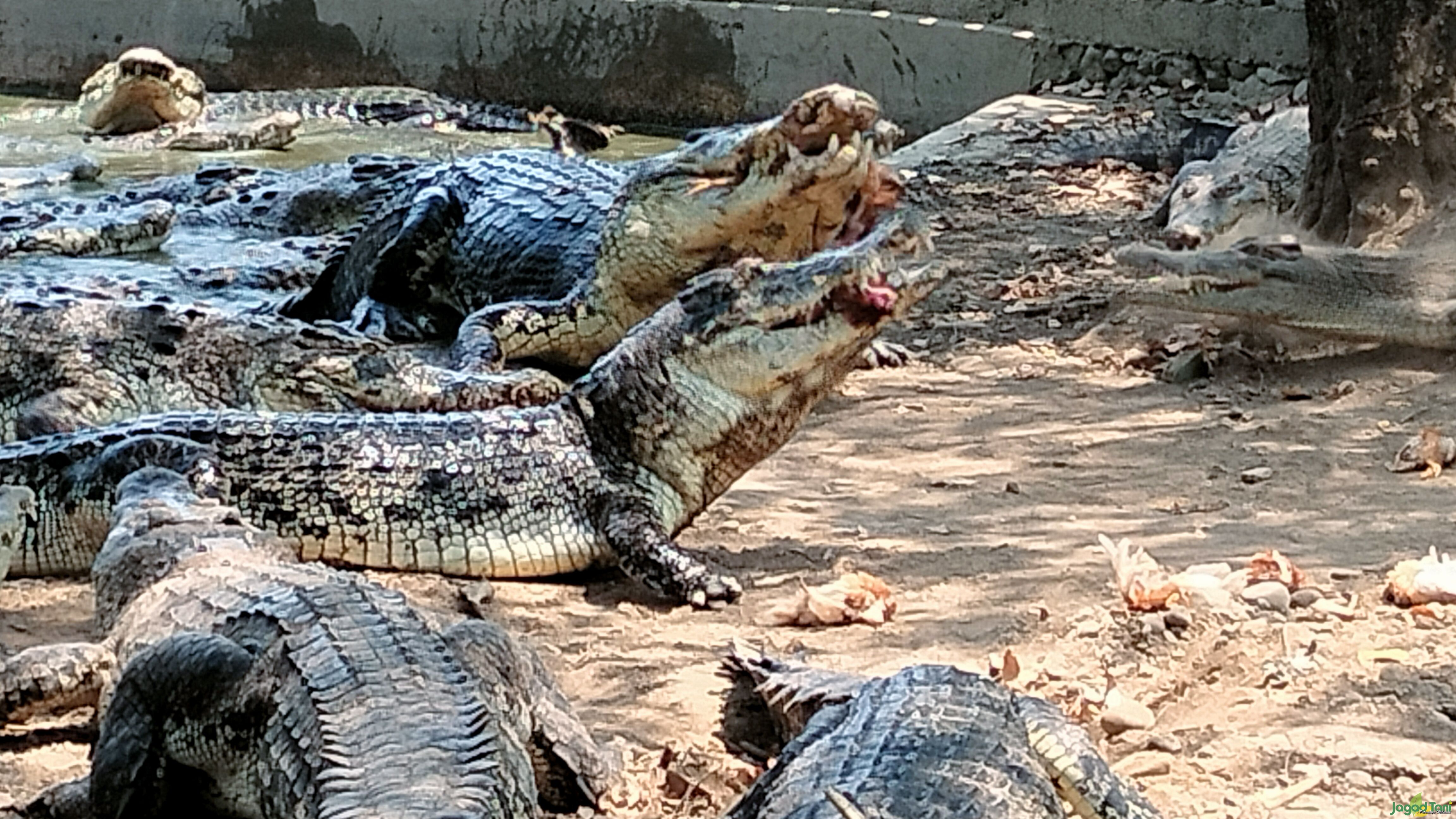 Buaya Sumatera di  Taman Buaya Indonesia Jaya (
