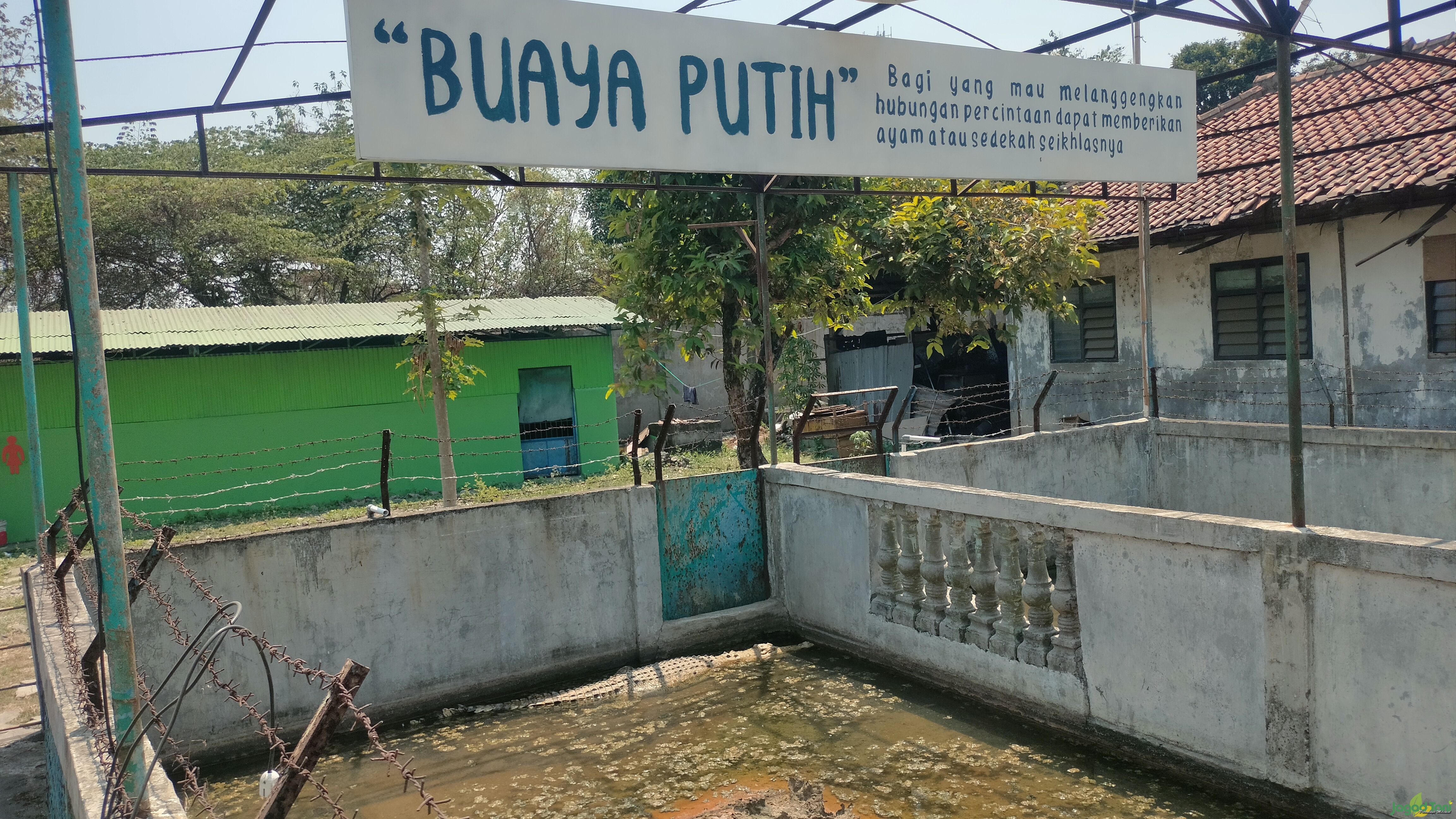 Buaya putih di  Taman Buaya Indonesia Jaya