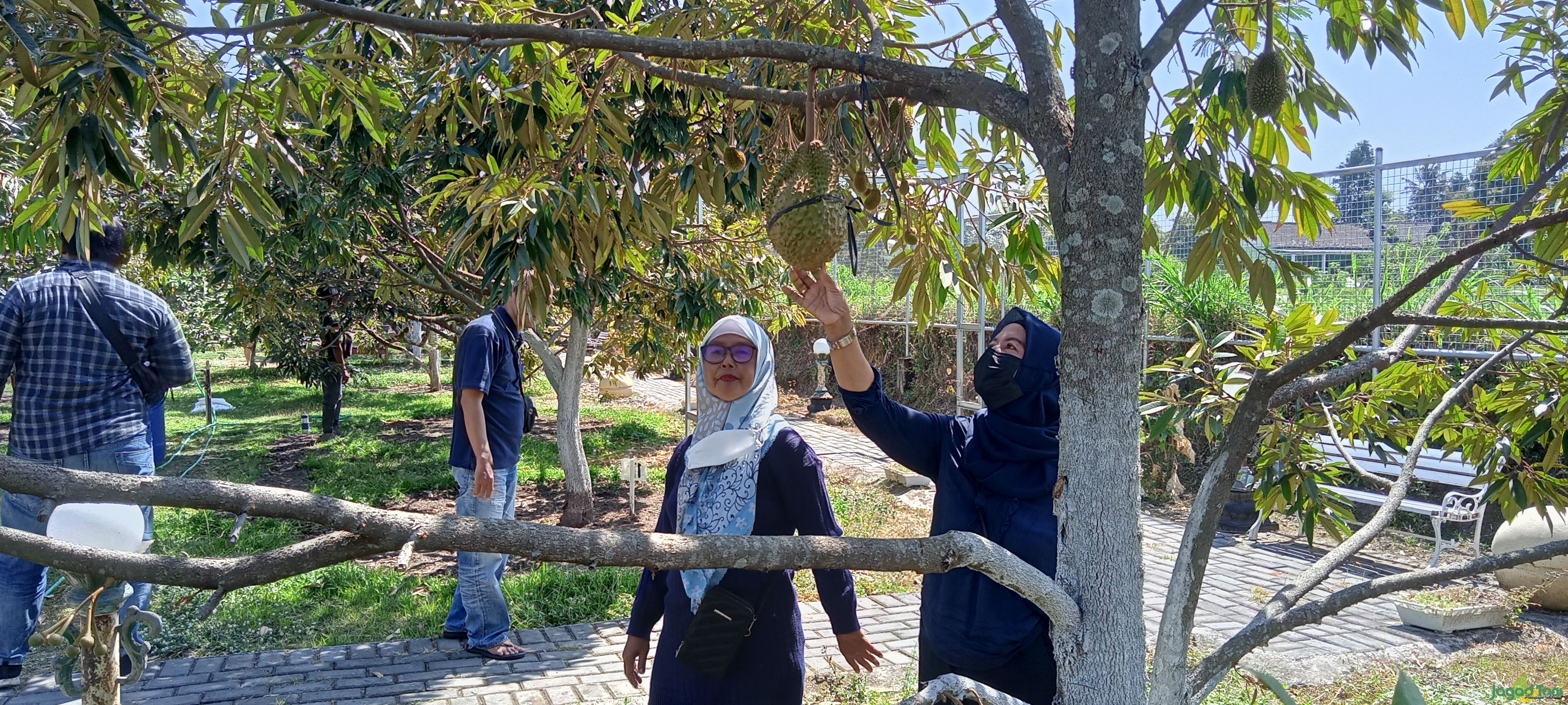 Usaha Budidaya Tanaman Durian, Peluang Investasi Menjanjikan