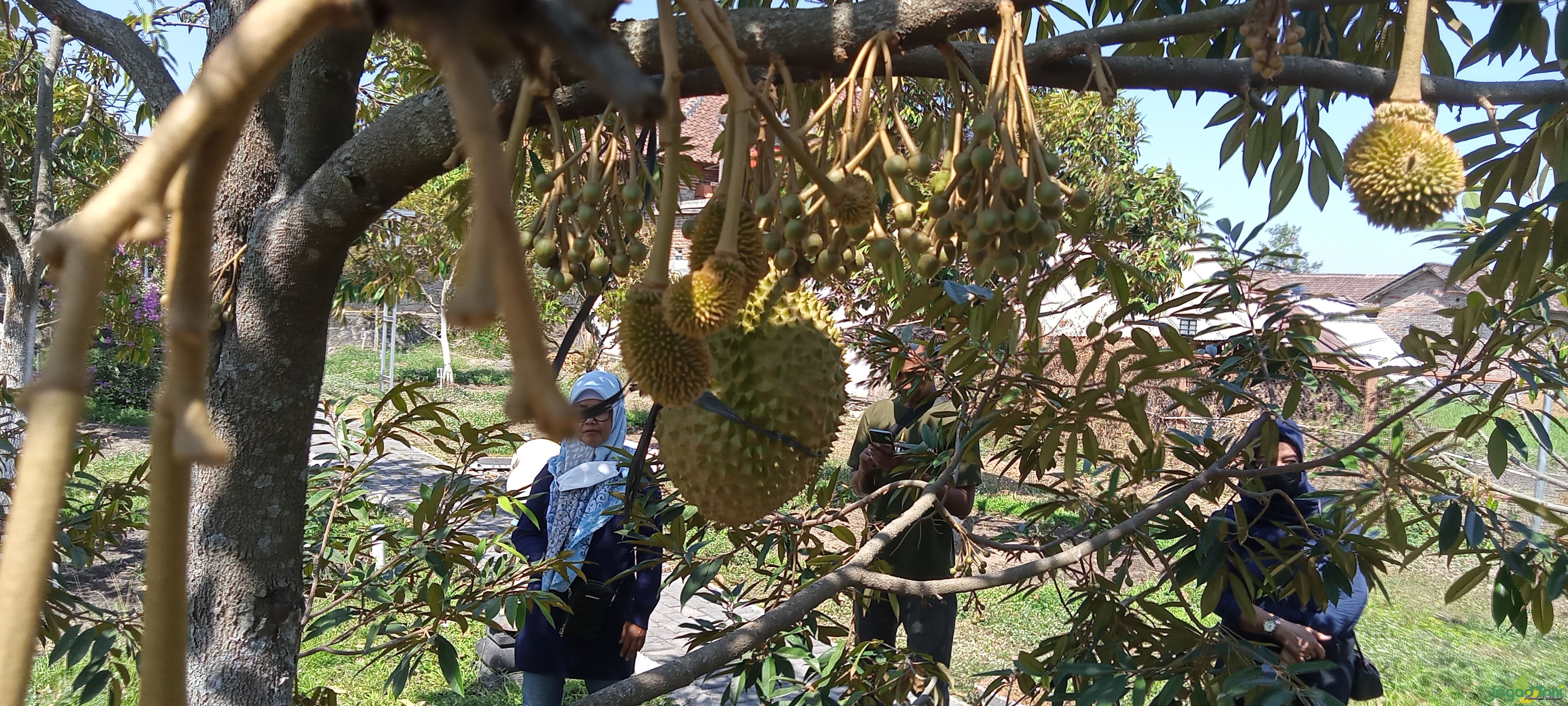 Usaha Budidaya Tanaman Durian, Peluang Investasi Menjanjikan
